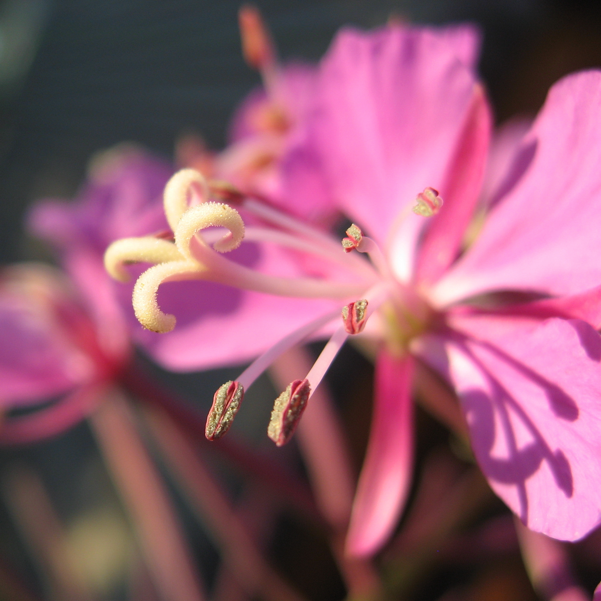 Canon POWERSHOT SD700 IS sample photo. Fireweed bloom photography