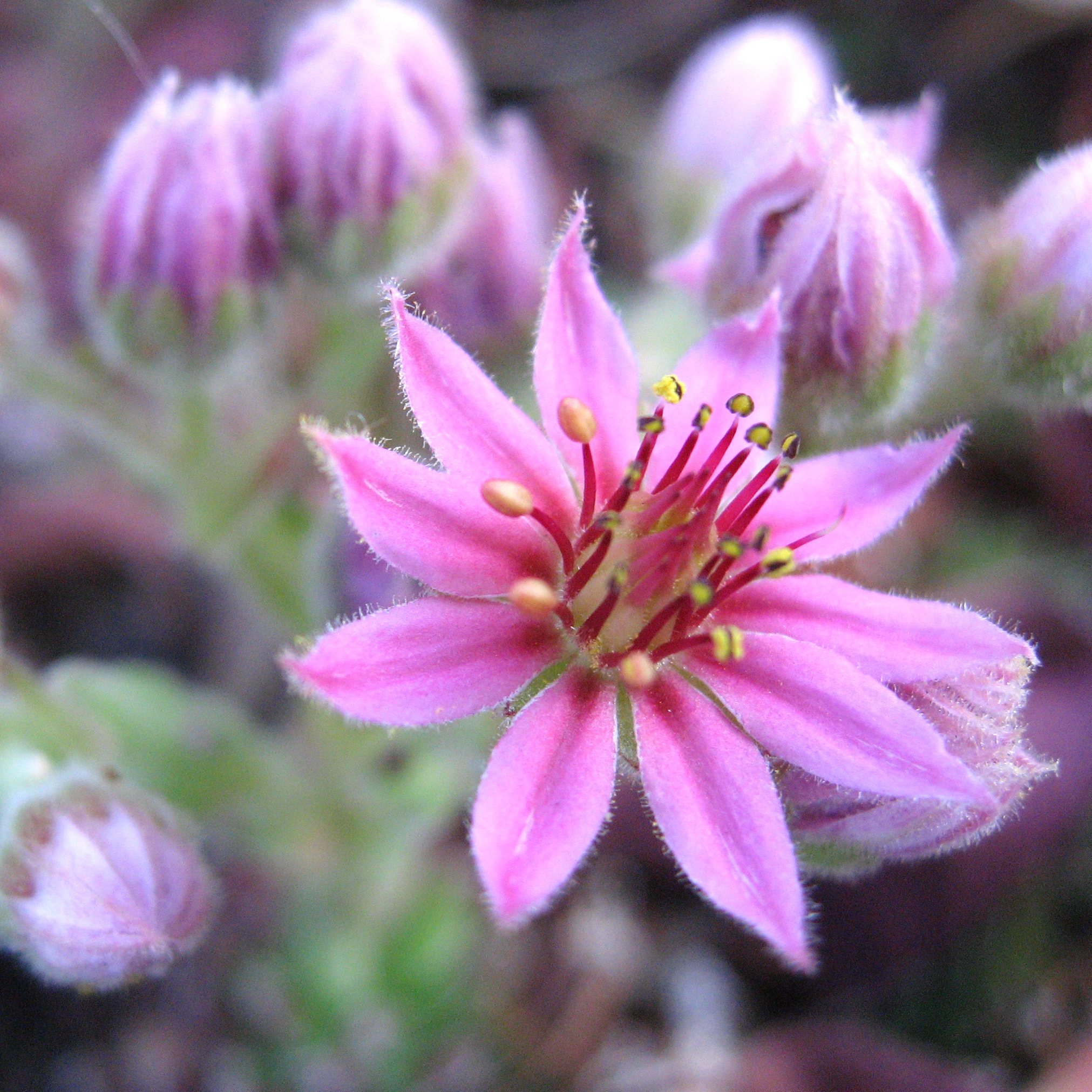 Canon POWERSHOT SD700 IS sample photo. Hens and chicks bloom photography