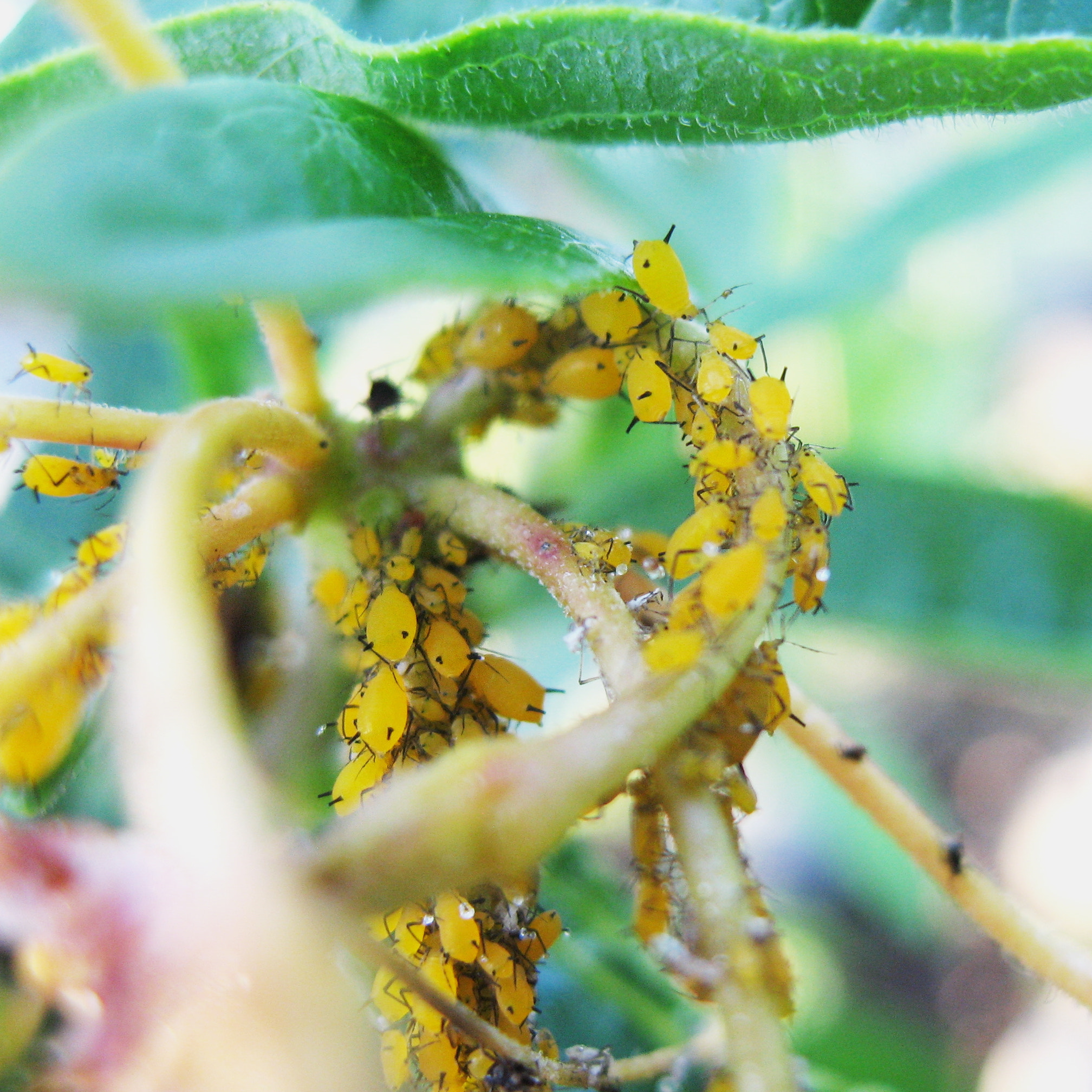 Canon POWERSHOT SD700 IS sample photo. Aphids on showy milkweed photography