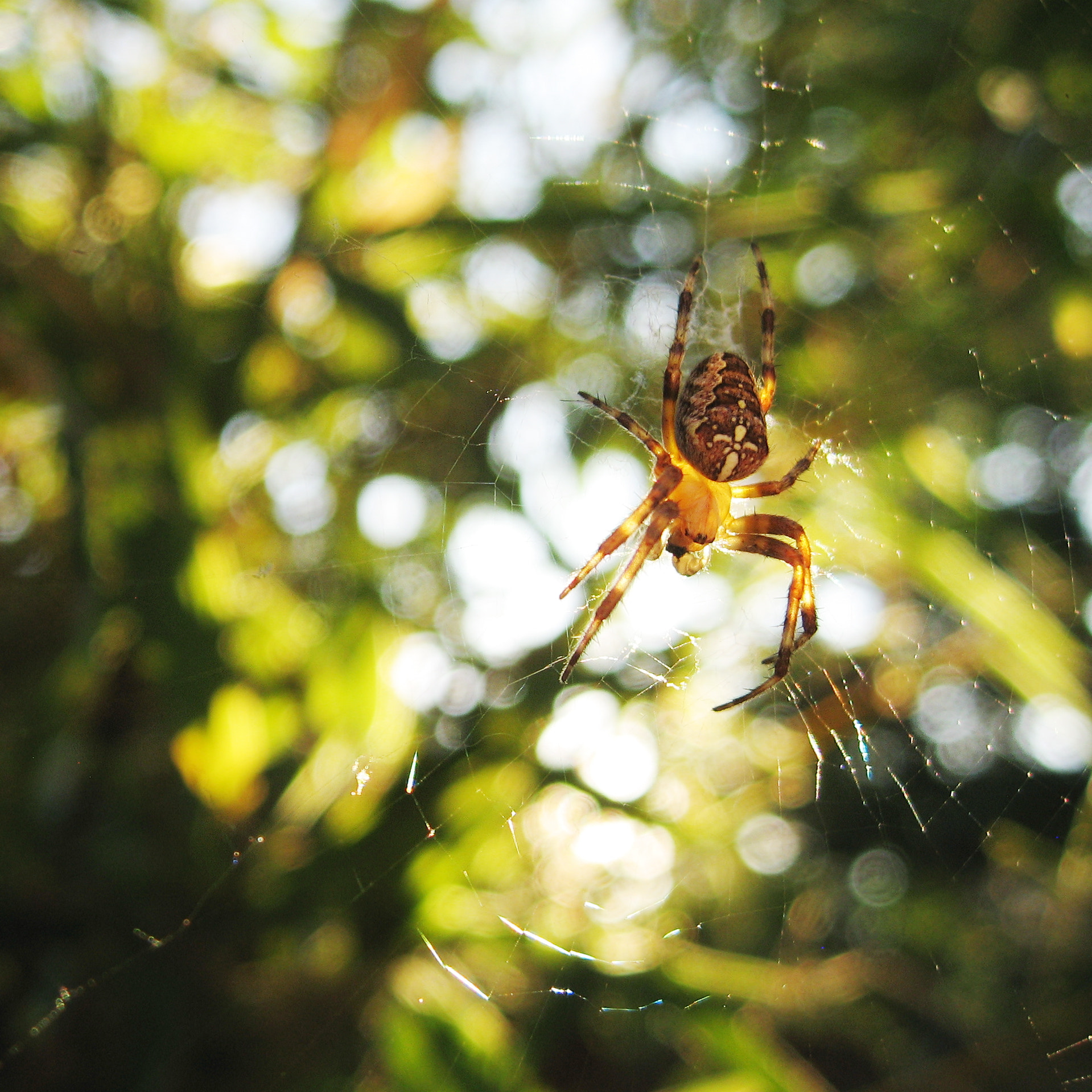 Canon POWERSHOT SD700 IS sample photo. Cross orbweaver photography
