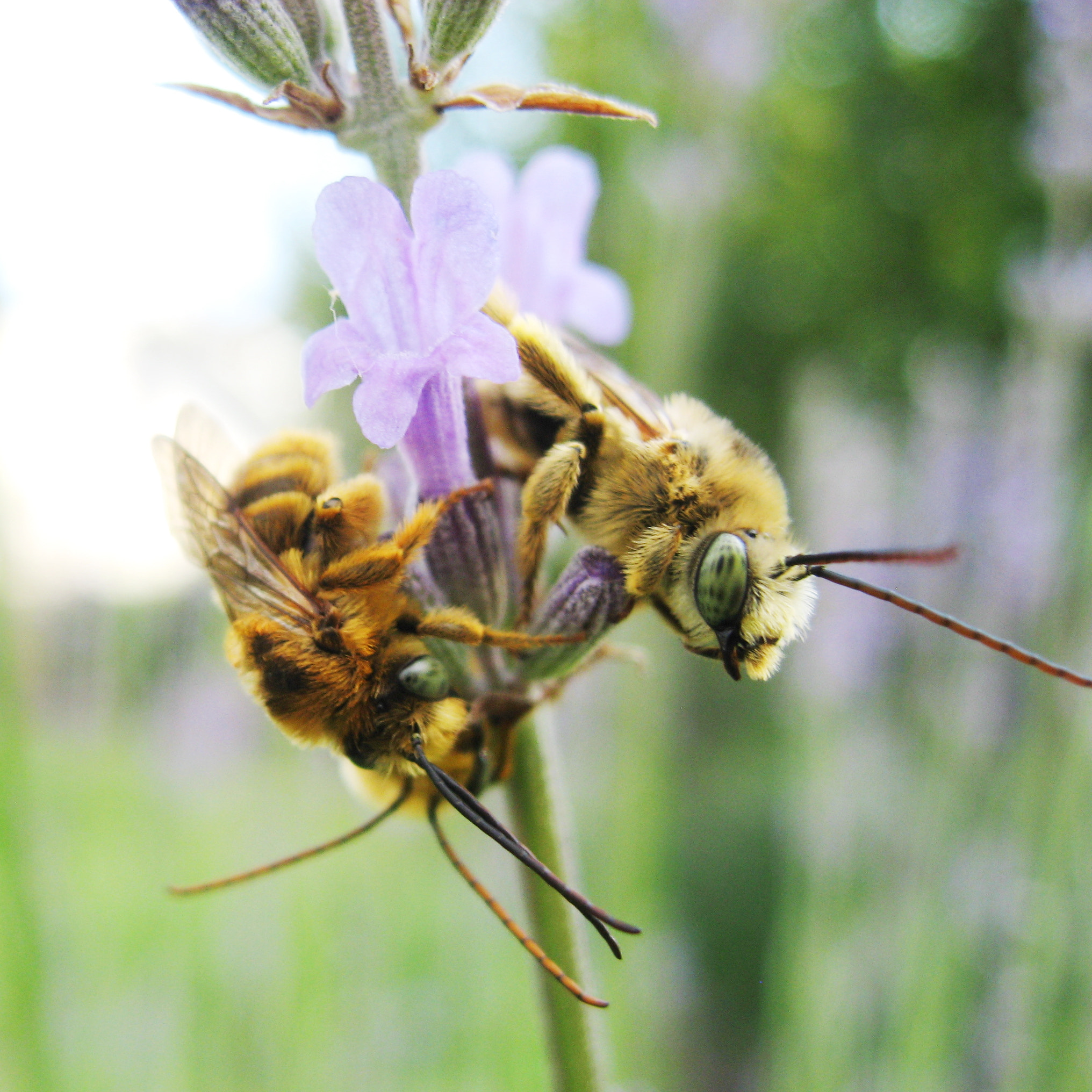 Canon POWERSHOT SD700 IS sample photo. Long horned bees sleeping photography