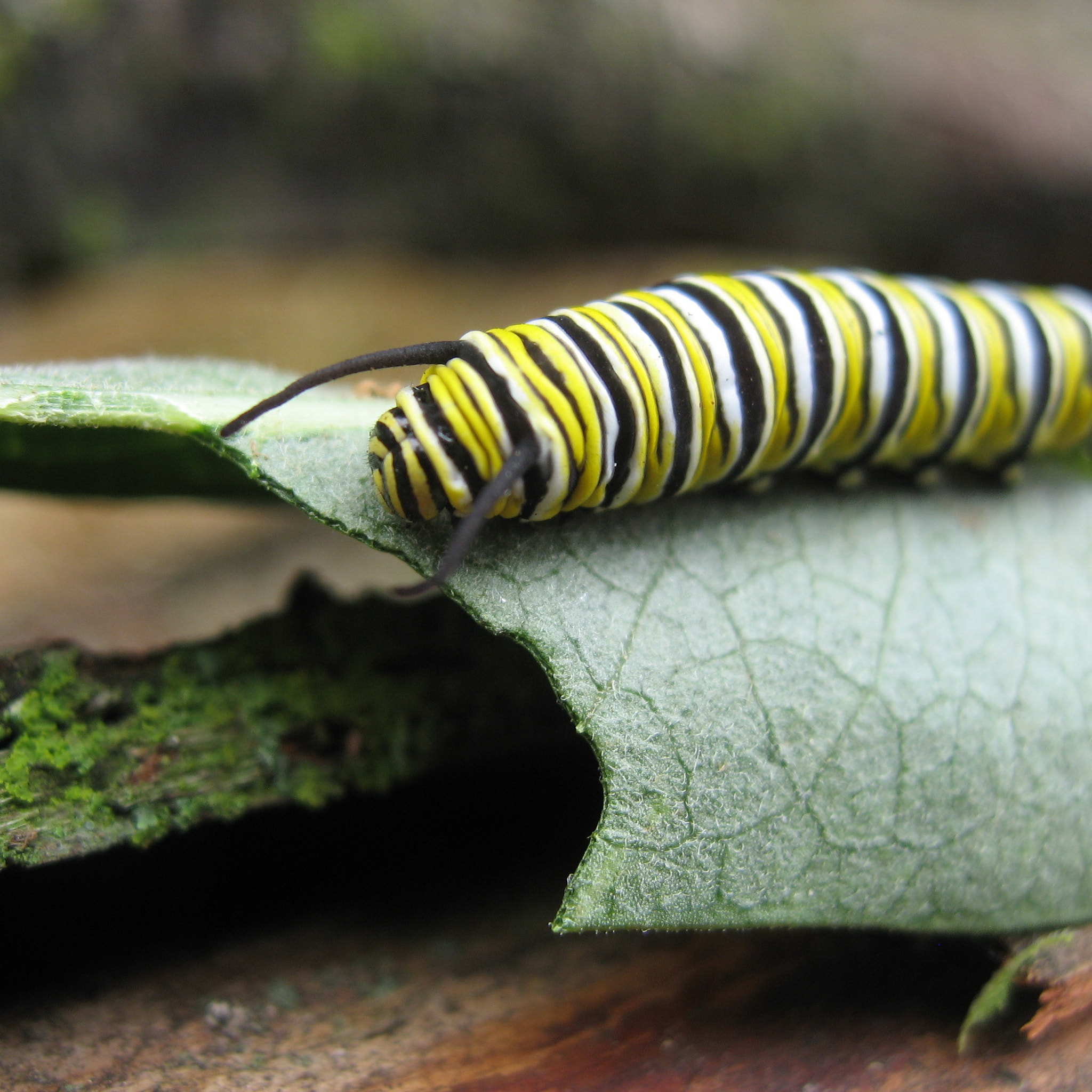 Canon POWERSHOT SD700 IS sample photo. Milkweed caterpillar photography