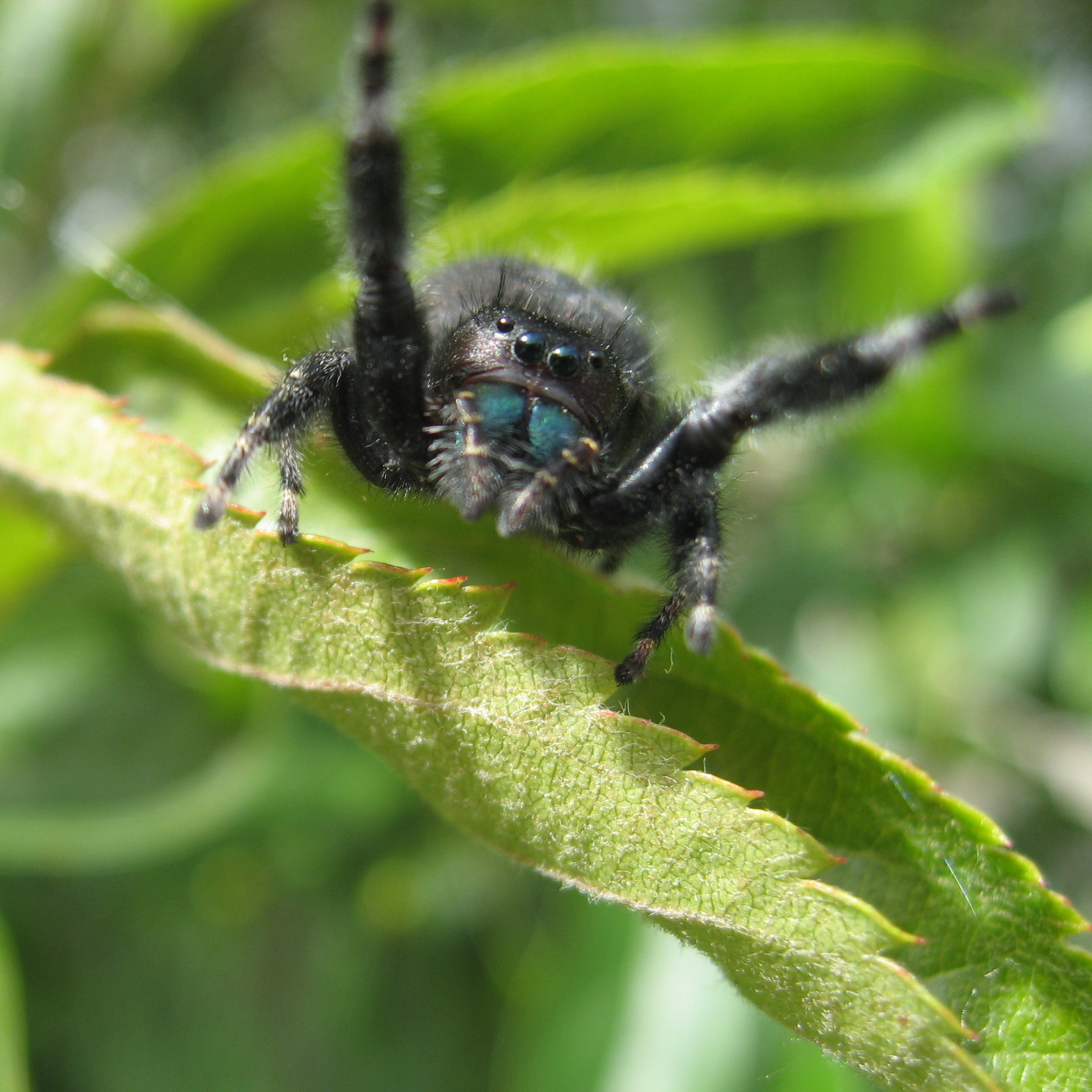Canon POWERSHOT SD700 IS sample photo. Daring jumping spider photography