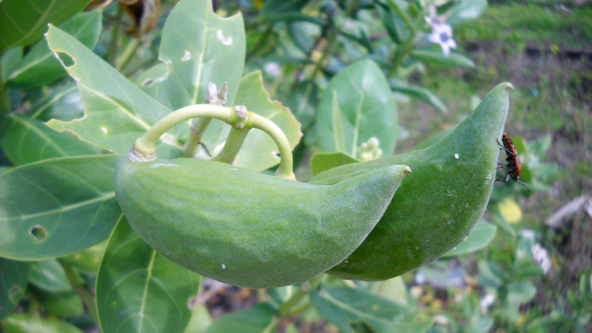 Nikon Coolpix L19 sample photo. Calotropis photography