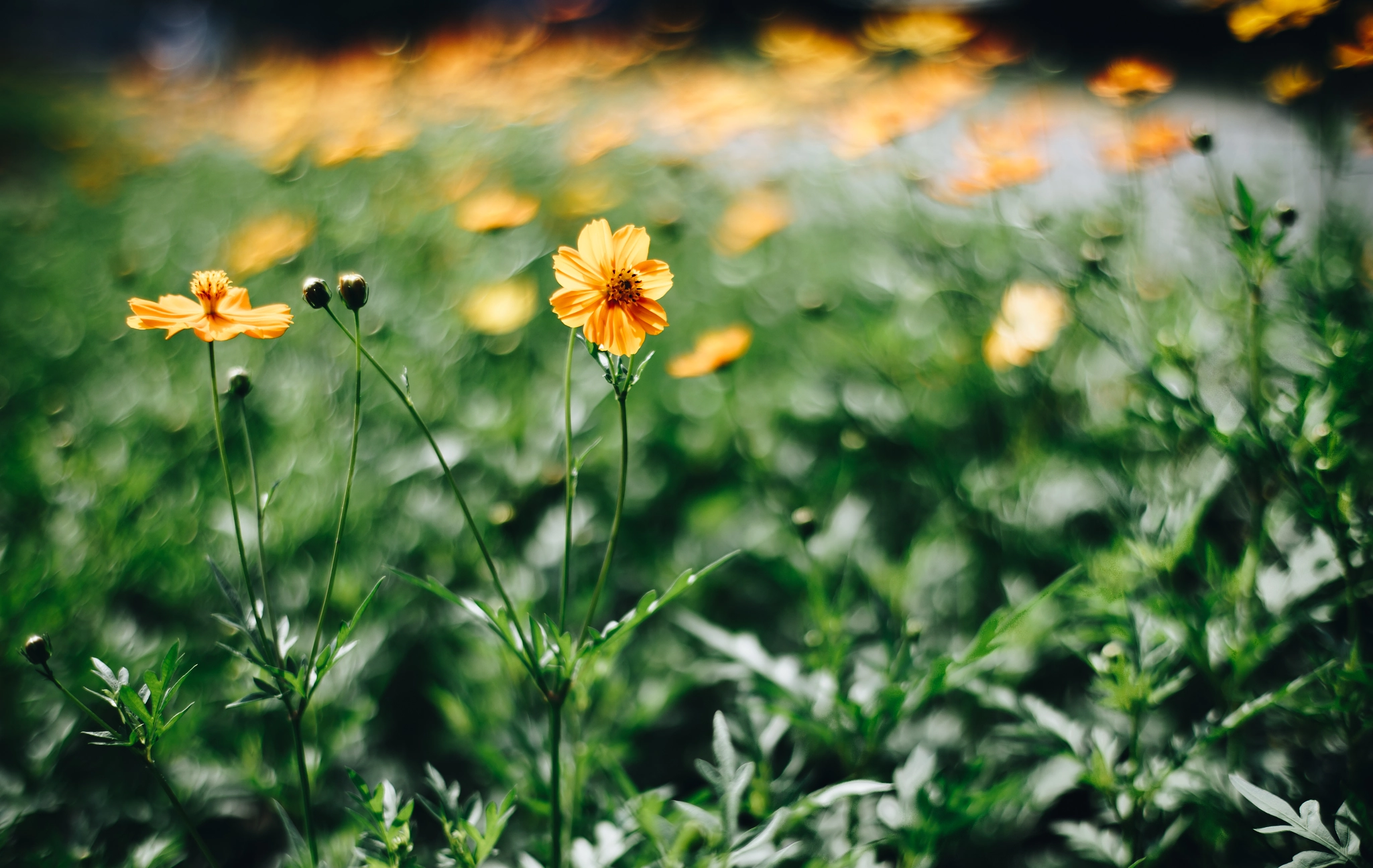 ZEISS Planar T* 50mm F1.4 sample photo. Flower photography