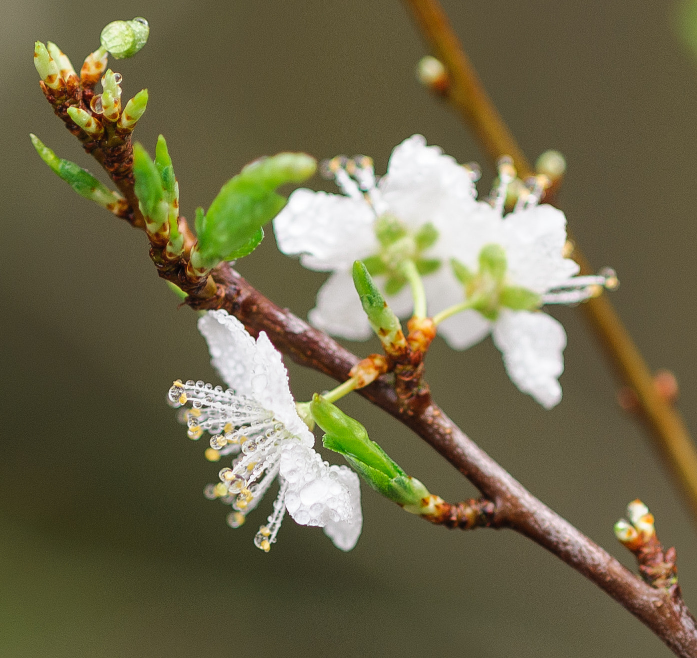 Nikon D700 + AF Micro-Nikkor 105mm f/2.8 sample photo. Water droplets on flower photography