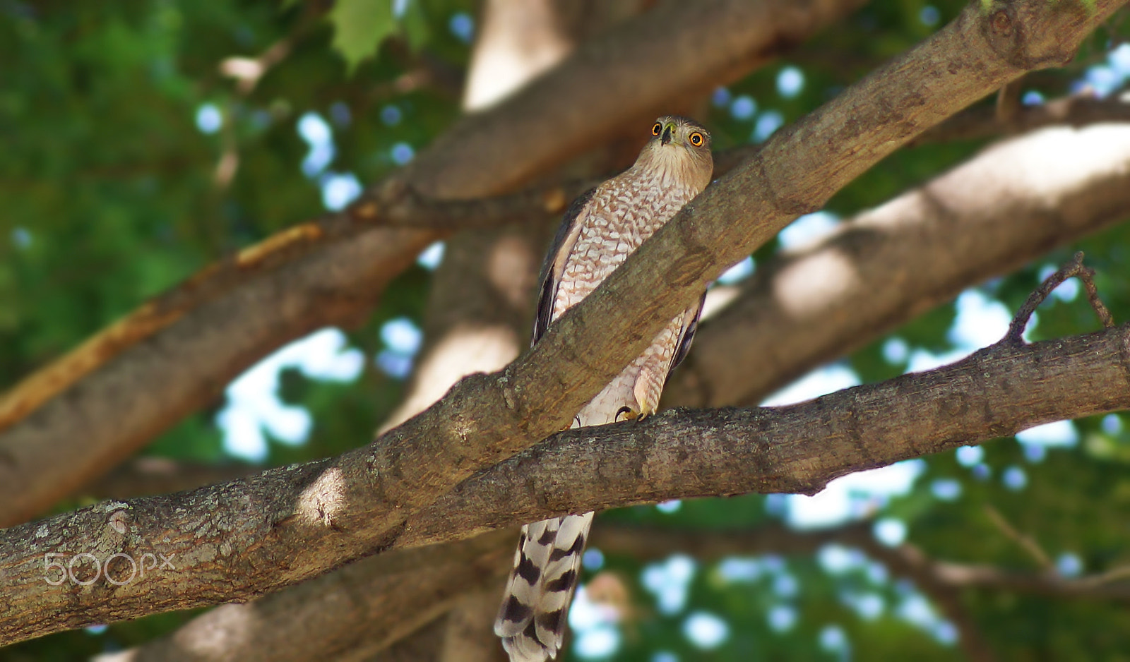 Sony 75-300mm F4.5-5.6 sample photo. Bird's eye view photography