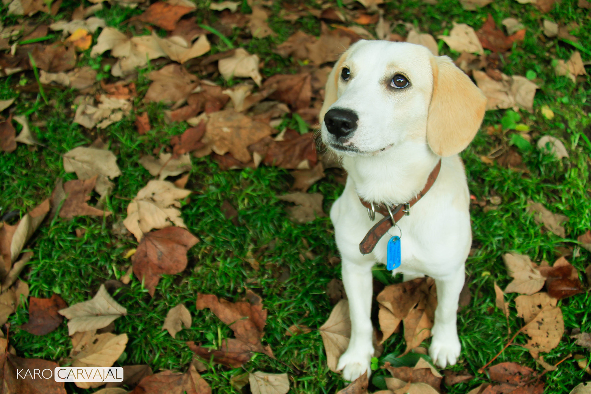 Canon EF-S 18-200mm F3.5-5.6 IS sample photo. Autumn dog photography