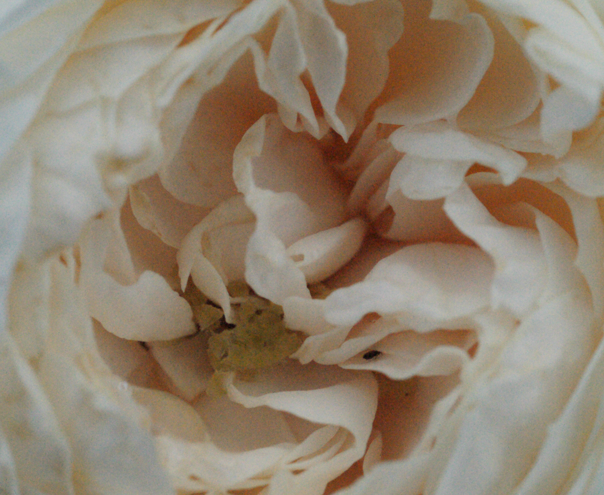 Sony Alpha DSLR-A900 + Sony 50mm F2.8 Macro sample photo. The heart of white old rose photography