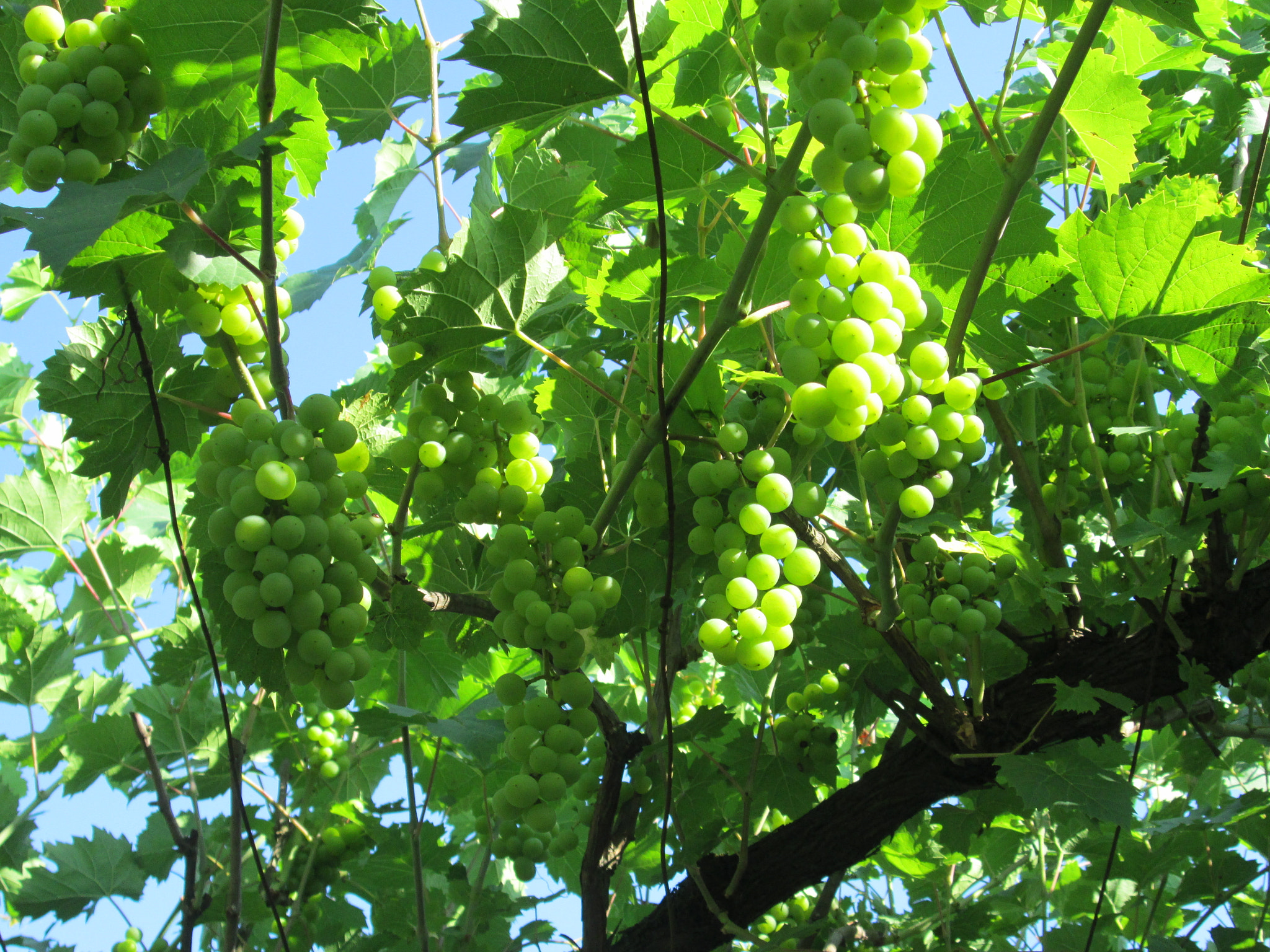 Canon PowerShot A3400 IS sample photo. Grapes photography