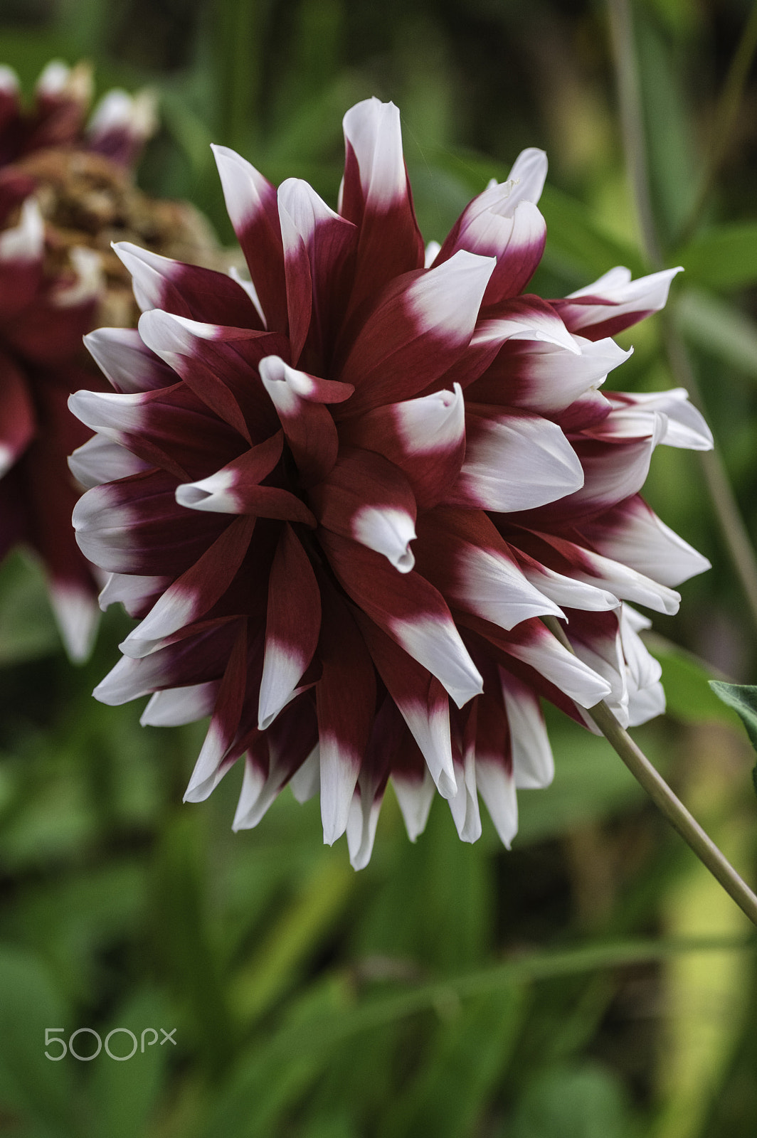 Tamron SP AF 90mm F2.8 Di Macro sample photo. Power colors photography