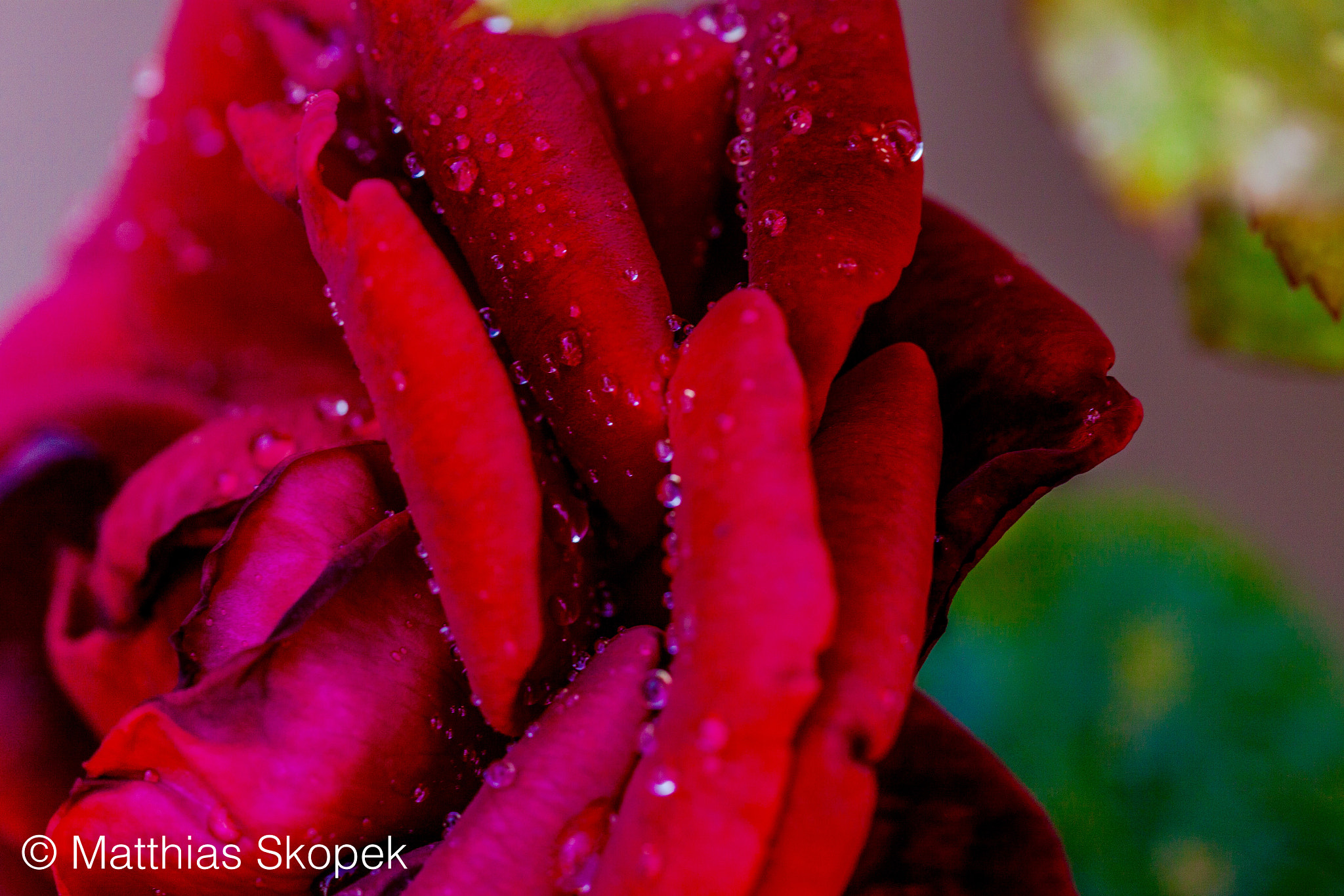 Canon EF 100mm F2.8L Macro IS USM sample photo. Roses are wet photography