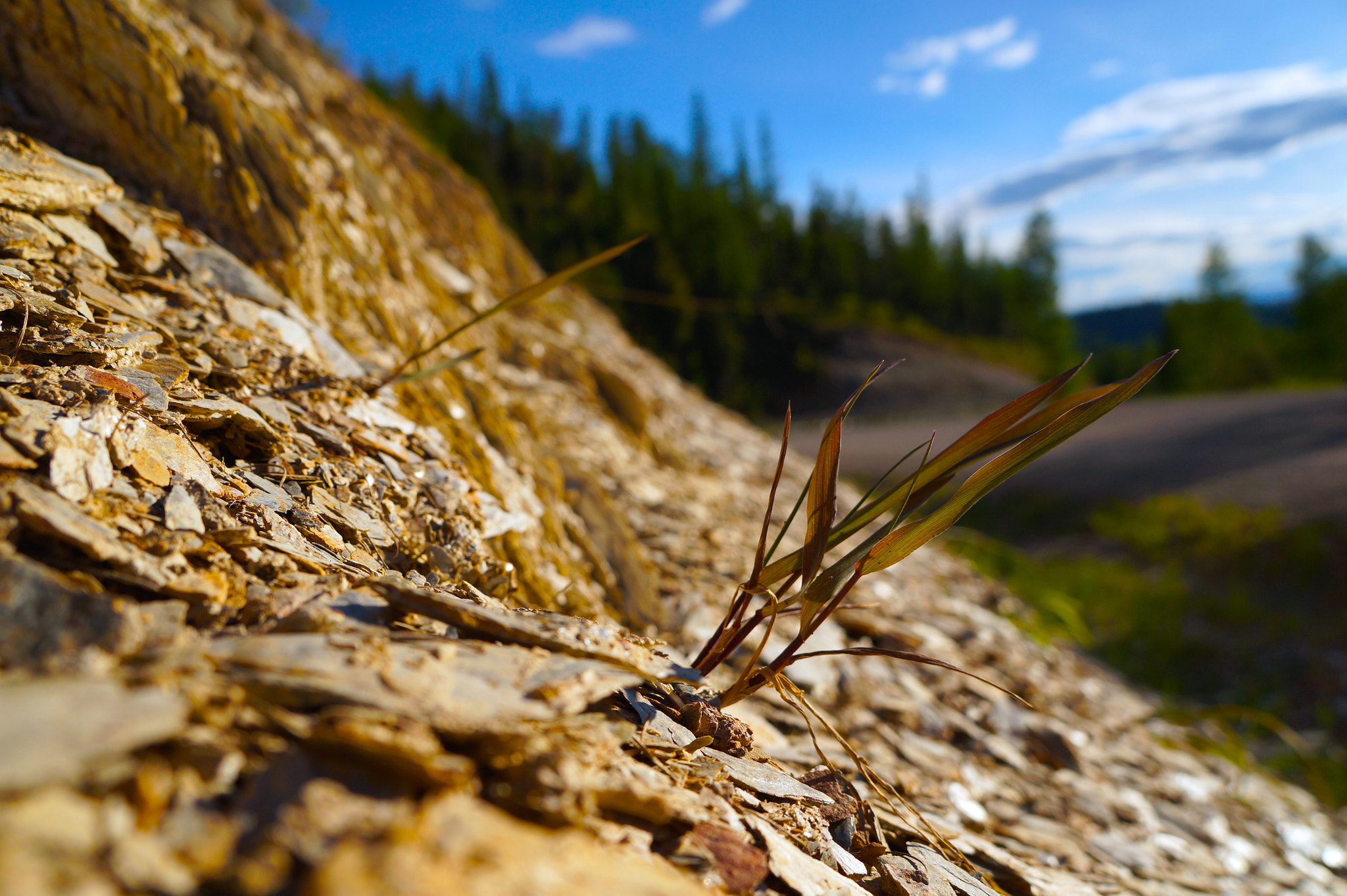 Tamron 18-200mm F3.5-6.3 Di III VC sample photo. New growth photography