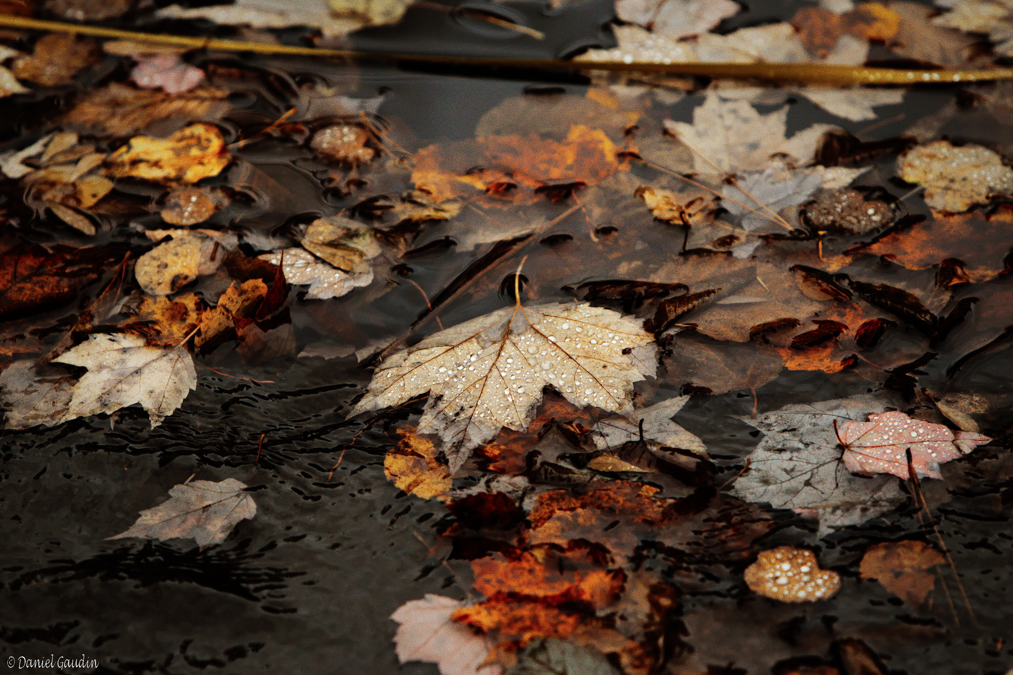 Canon EOS-1D Mark IV sample photo. Imgl photography