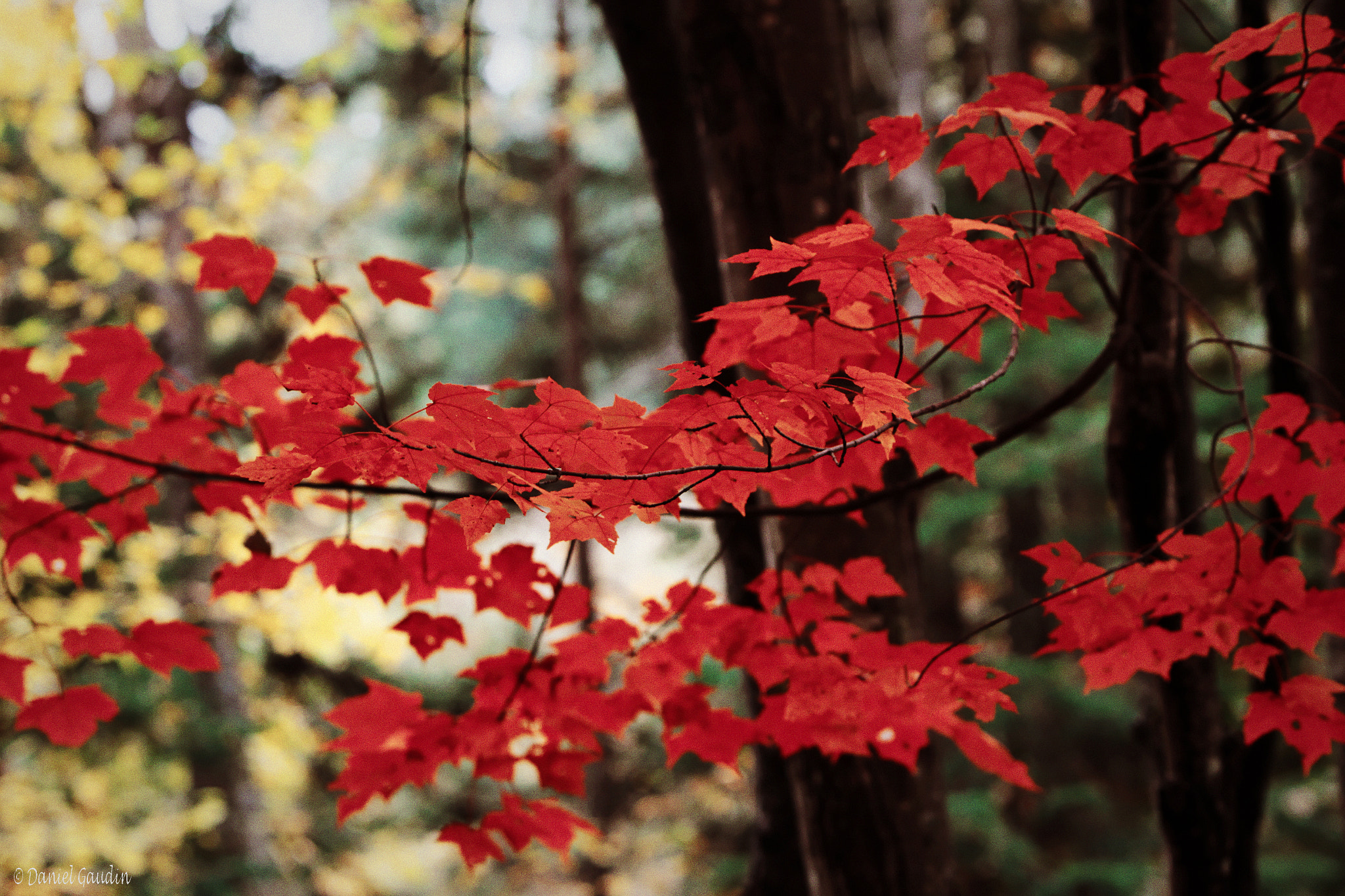 Canon EOS-1D Mark IV + Canon EF 70-200mm F2.8L IS USM sample photo. Imgl photography