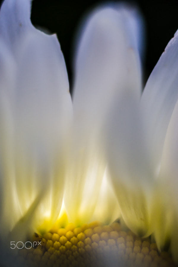 Sony a99 II + MACRO 50mm F2.8 sample photo. Cathédrale de lumière photography