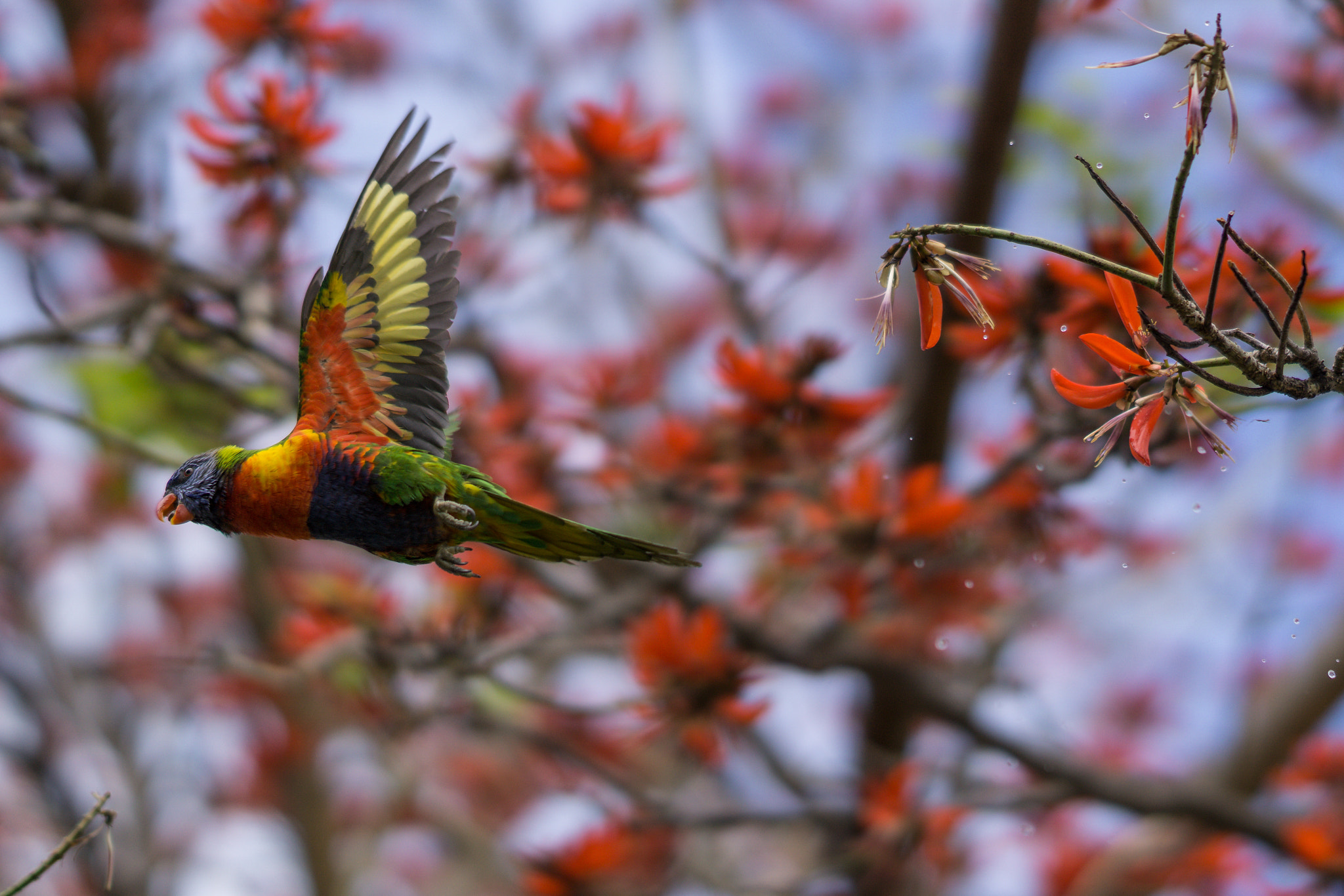 Sony FE 85mm F1.4 GM sample photo. Wet lorikeet taking flight photography