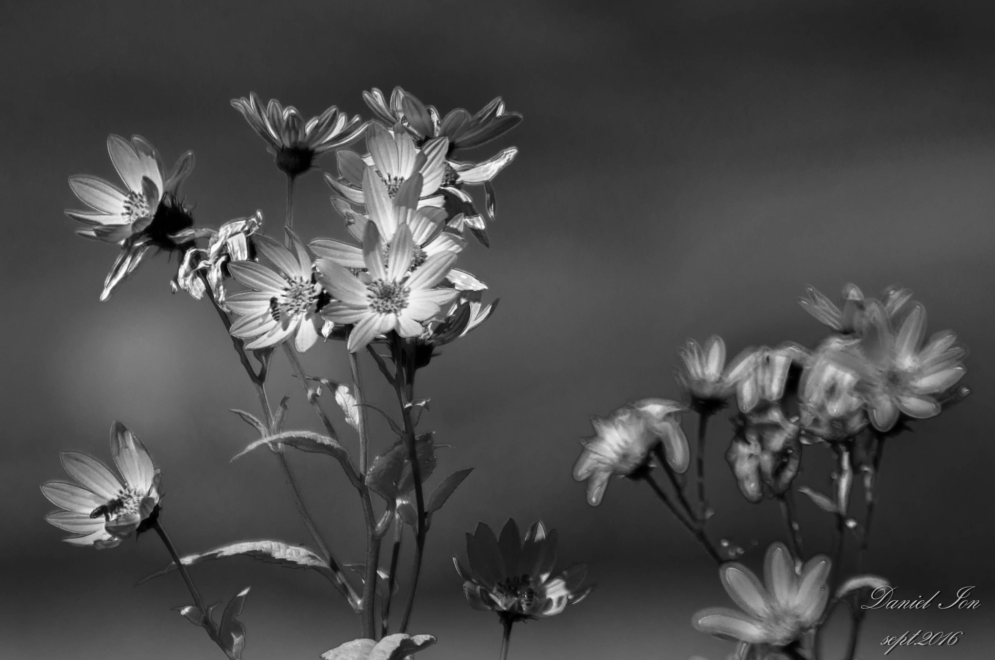 smc PENTAX-FA 80-320mm F4.5-5.6 sample photo. Flower photography