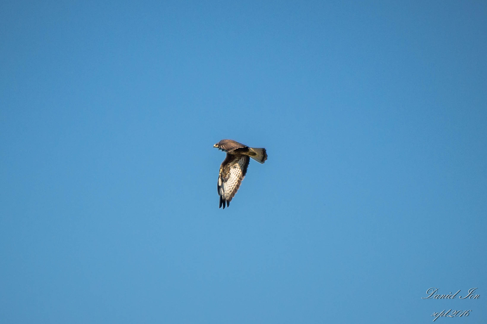 Pentax K-x + smc PENTAX-FA 80-320mm F4.5-5.6 sample photo. Buteo buteo photography