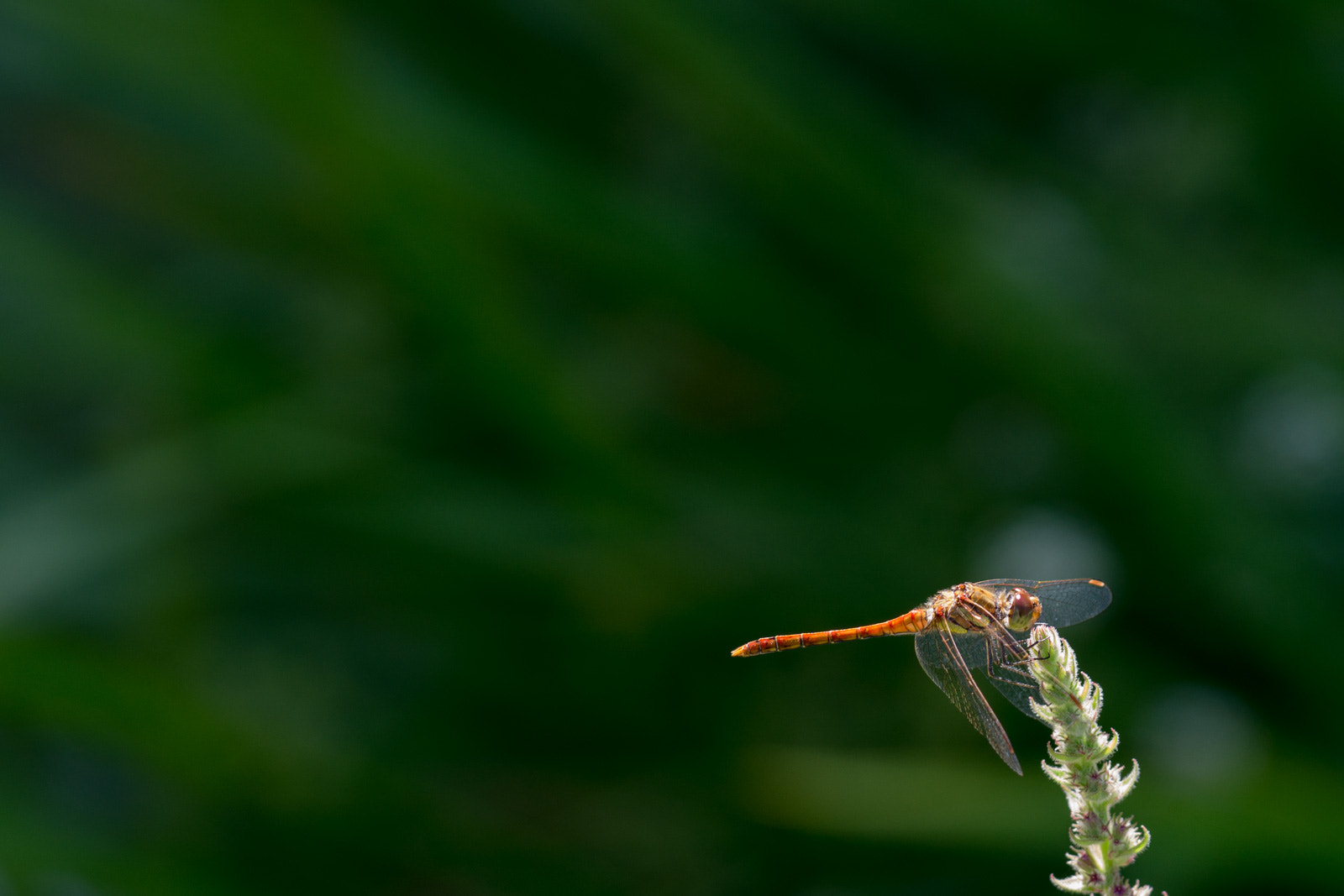 Sony a6000 + Sony FE 90mm F2.8 Macro G OSS sample photo. Balancing act photography