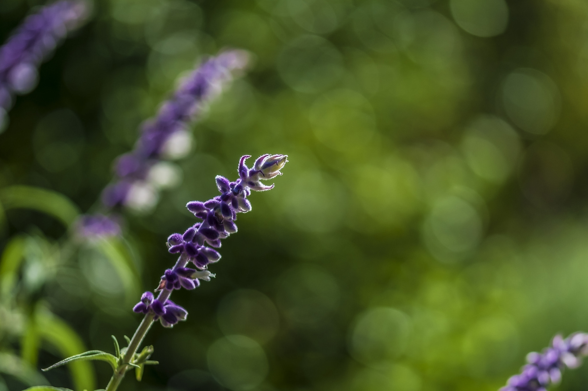Sigma 105mm F2.8 EX DG OS HSM sample photo. Bk001 photography