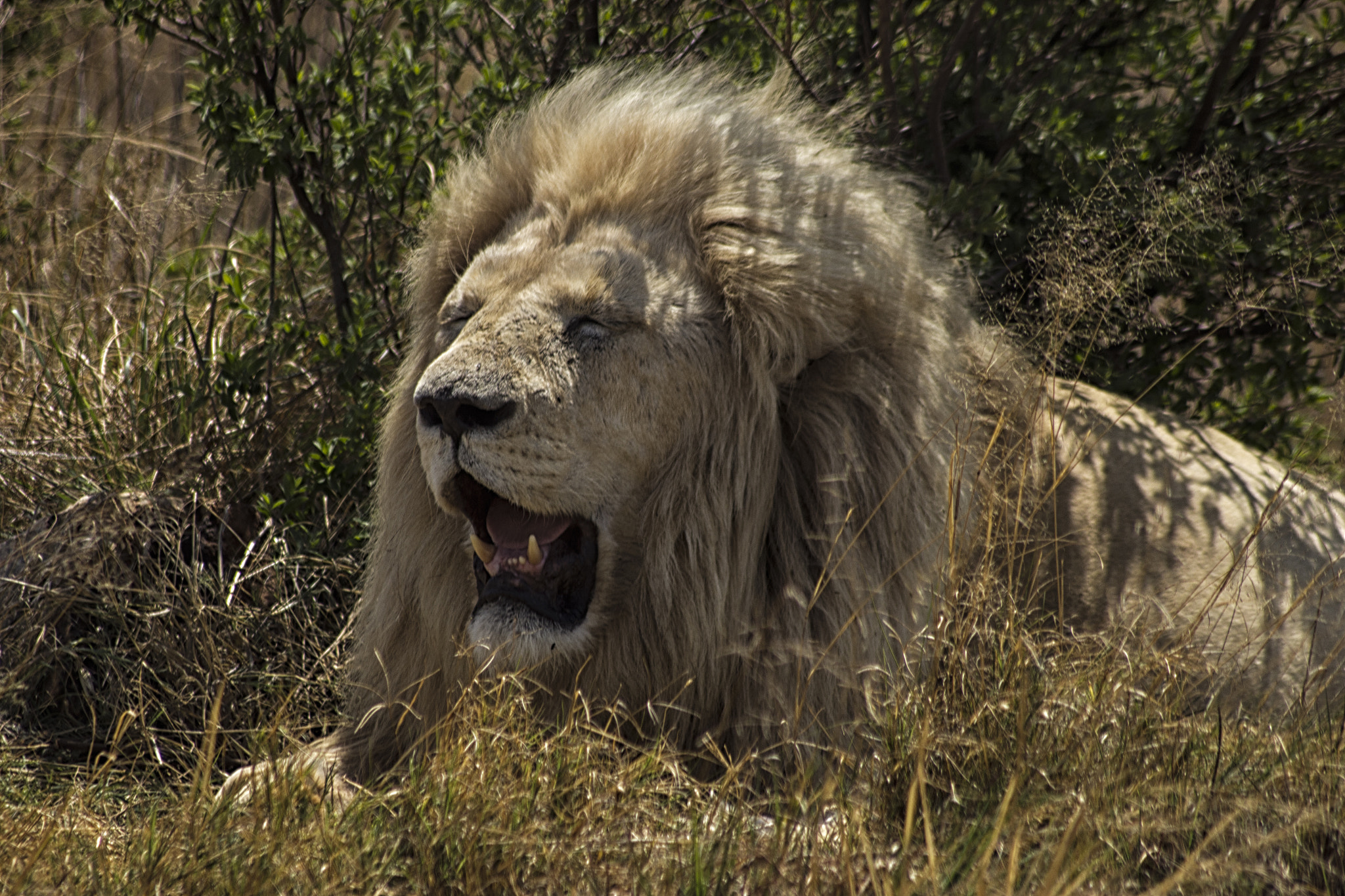 Sigma 70-300mm F4-5.6 APO DG Macro sample photo. Sleepy king photography