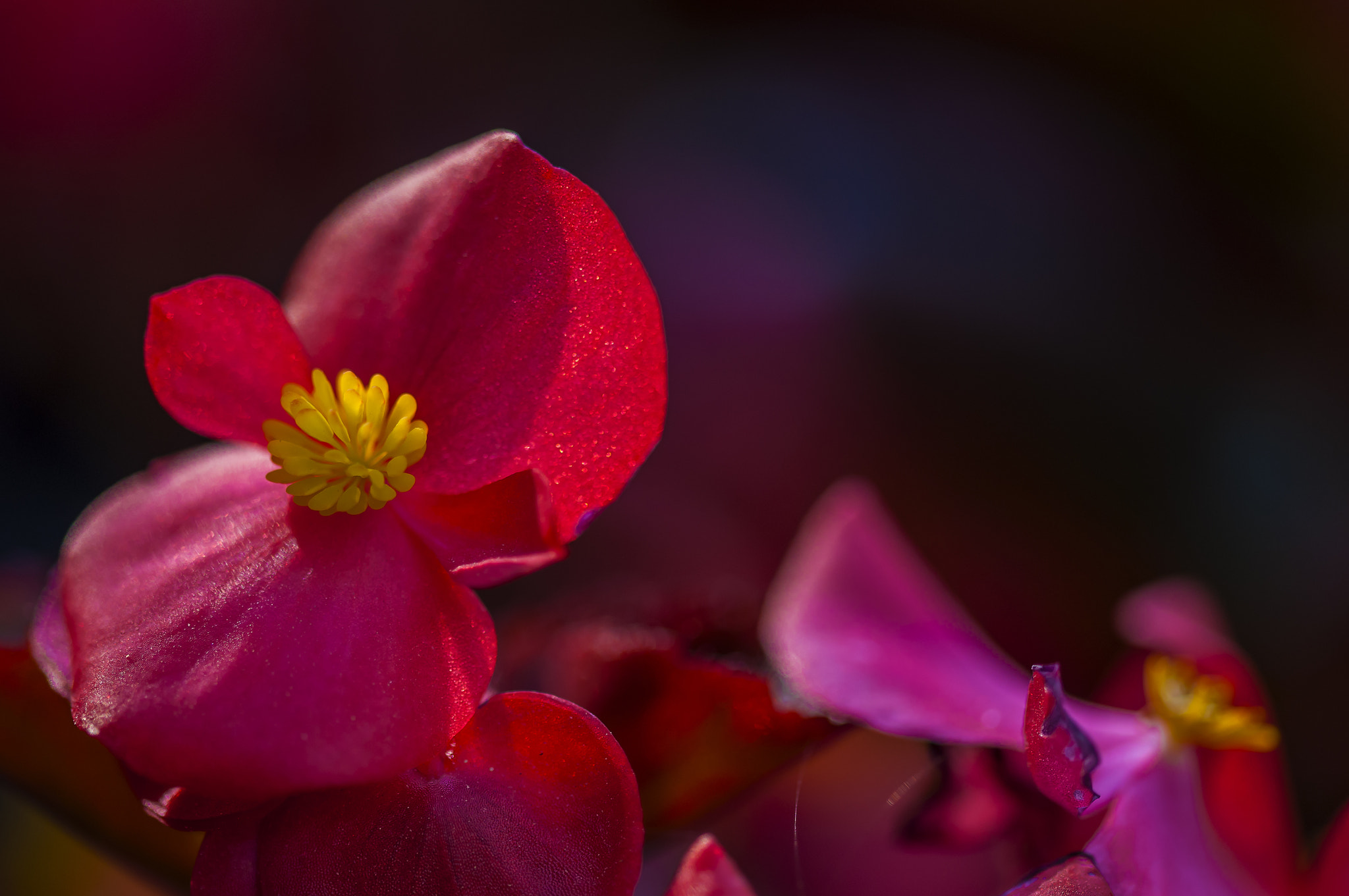 Sigma 105mm F2.8 EX DG OS HSM sample photo. Ar0011l photography