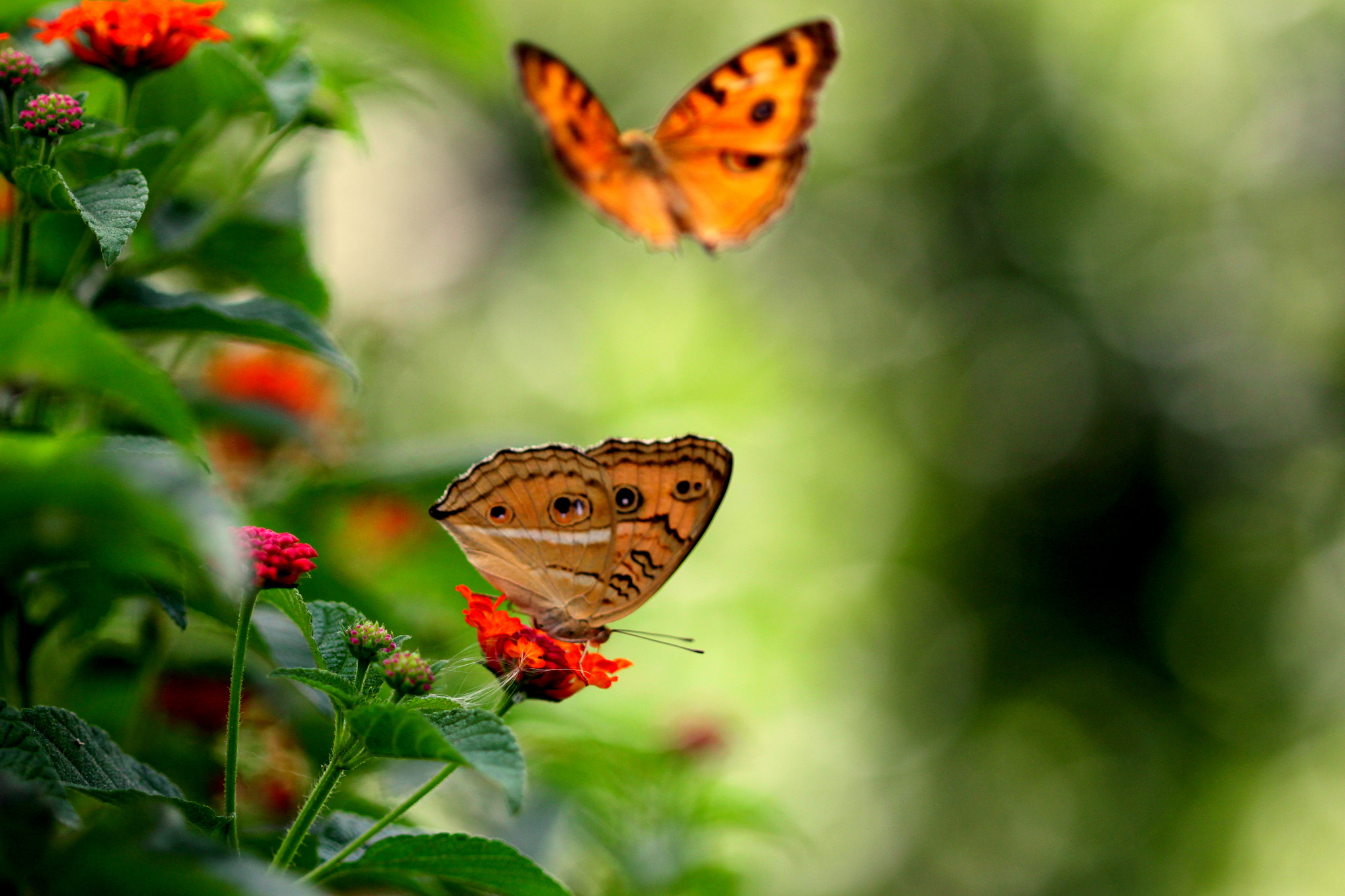 Canon EF 100mm F2.8 Macro USM sample photo. Butterflies photography