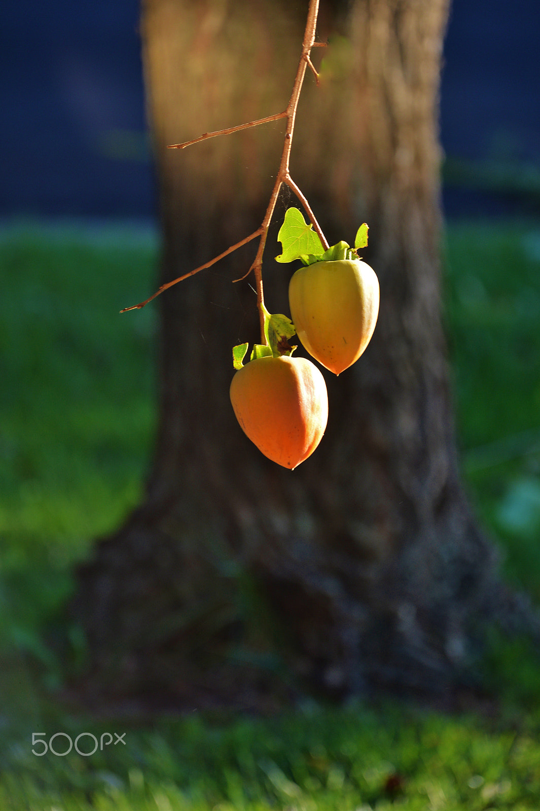 Nikon Df sample photo. Persimmon 5 photography