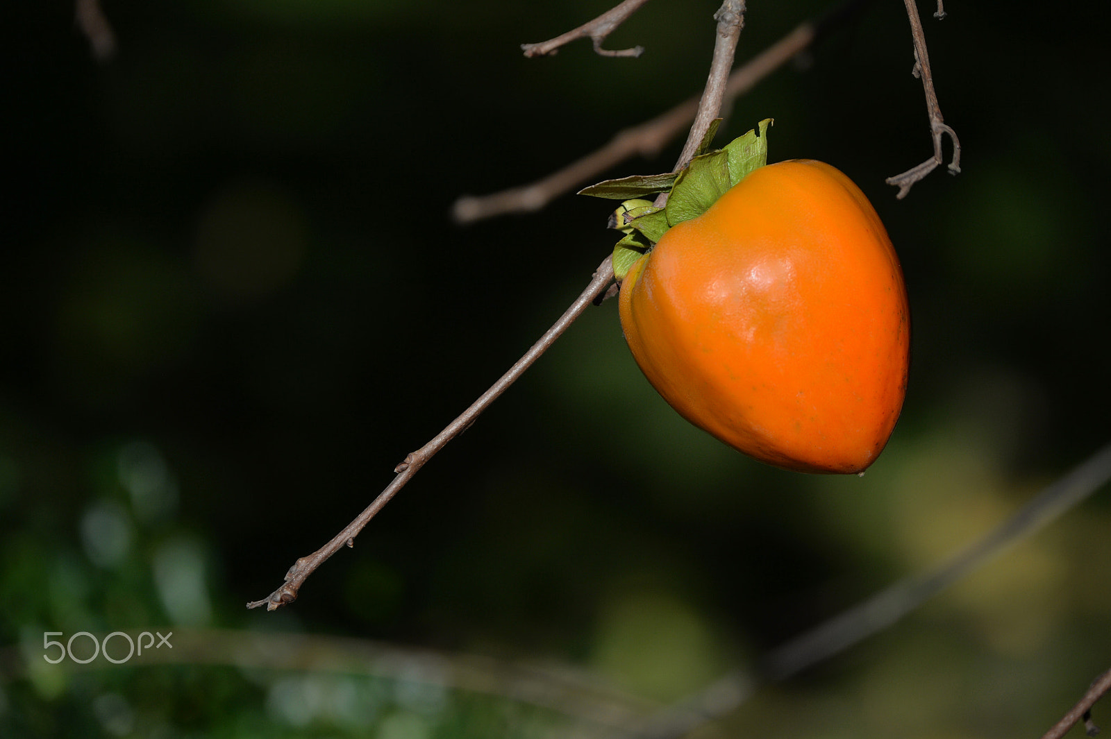 Nikon Df sample photo. Persimmon 4 photography