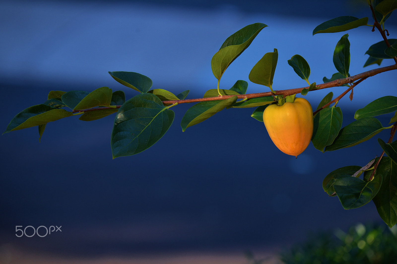 Nikon Df sample photo. Persimmon 3 photography