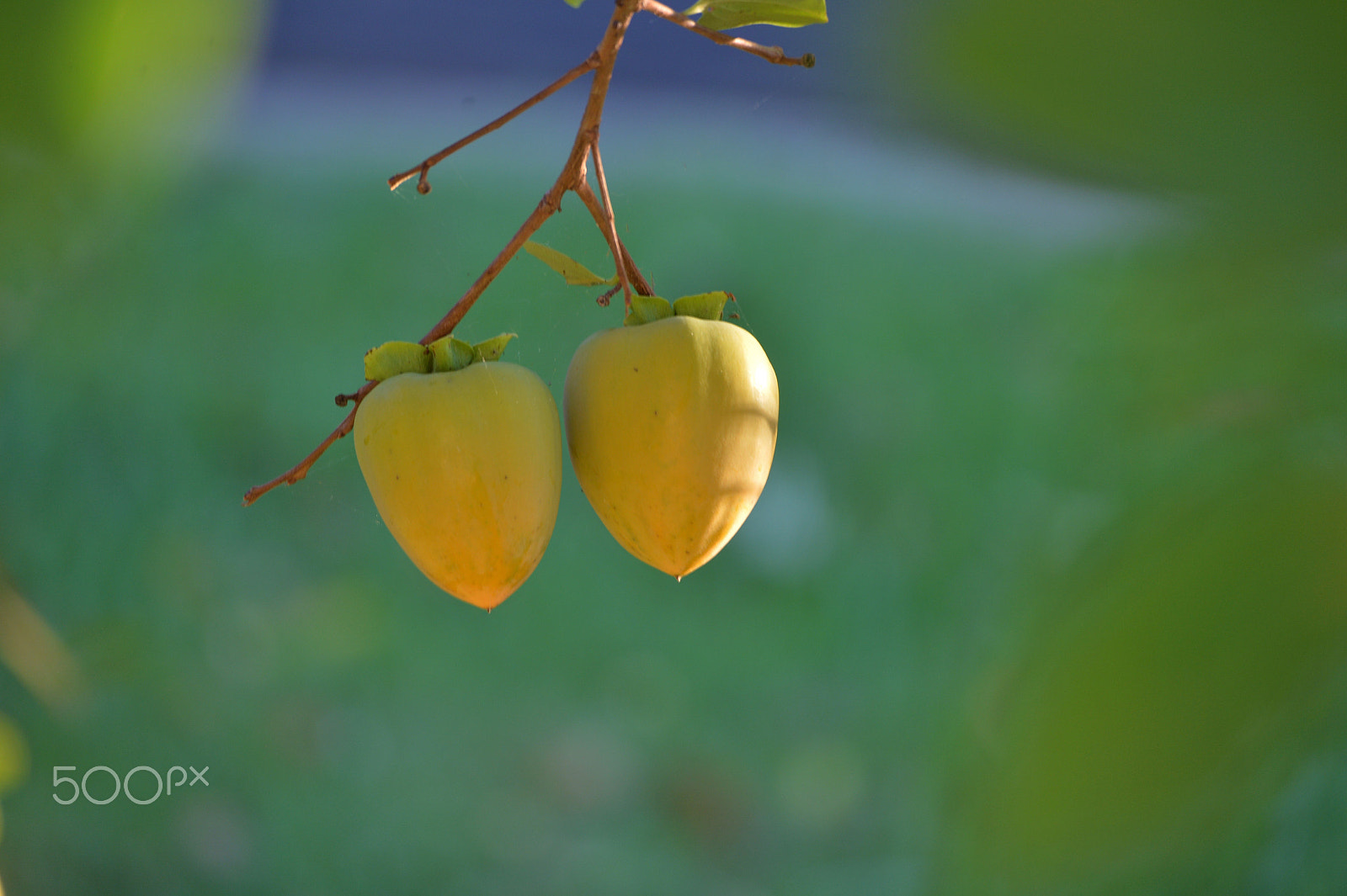 Nikon Df sample photo. Persimmon 2 photography