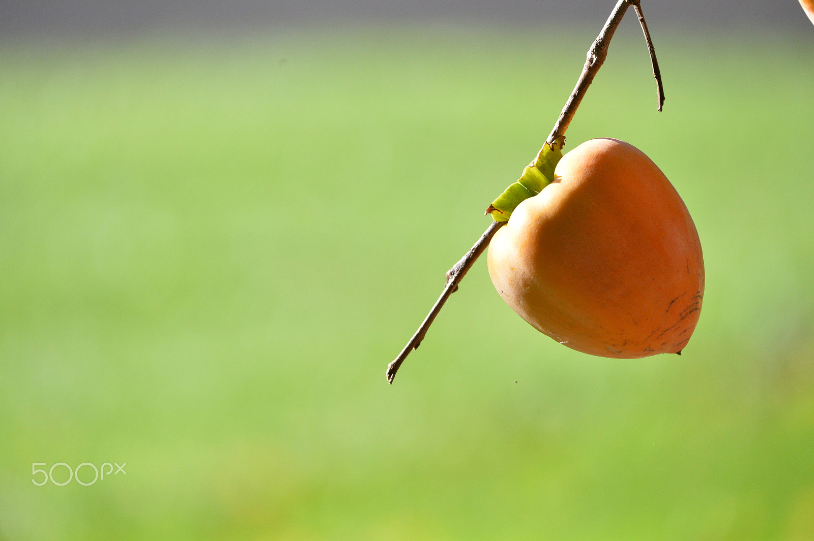 Nikon Df sample photo. Persimmon photography