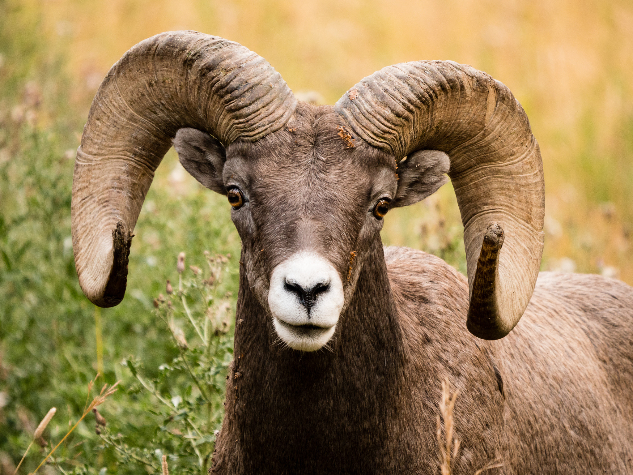 LEICA DG 100-400/F4.0-6.3 sample photo. Bighorn sheep photography