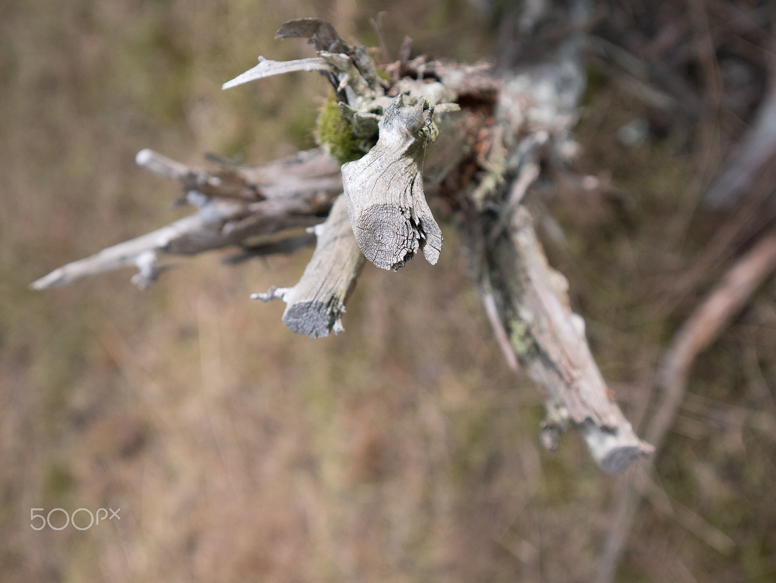 Panasonic Lumix DMC-GX85 (Lumix DMC-GX80 / Lumix DMC-GX7 Mark II) sample photo. Dead tree photography