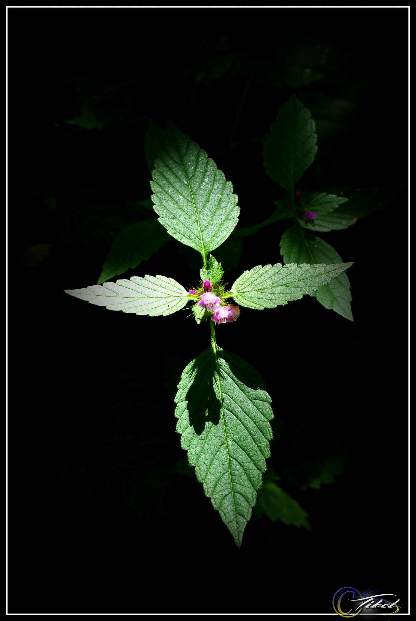 Pentax K-5 + Tamron SP AF 90mm F2.8 Di Macro sample photo. Alone in the dark photography