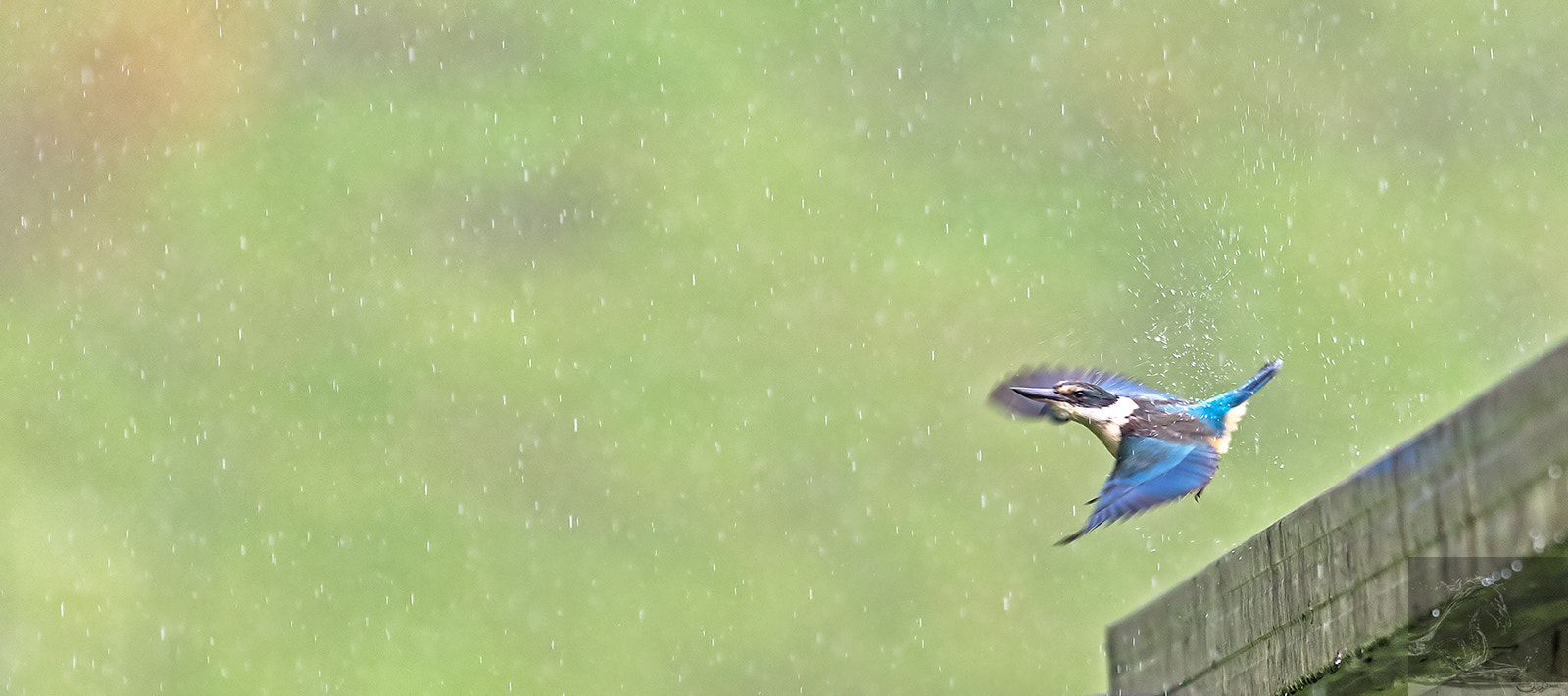 Canon EF 300mm F2.8L IS USM sample photo. Sacred kingfisher 45 photography