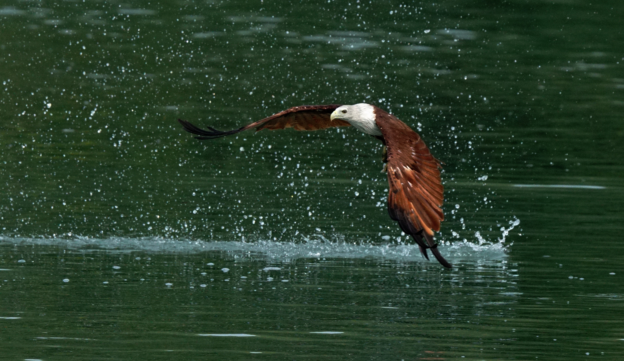 Sony 70-400mm F4-5.6 G SSM II sample photo. Untitled photography