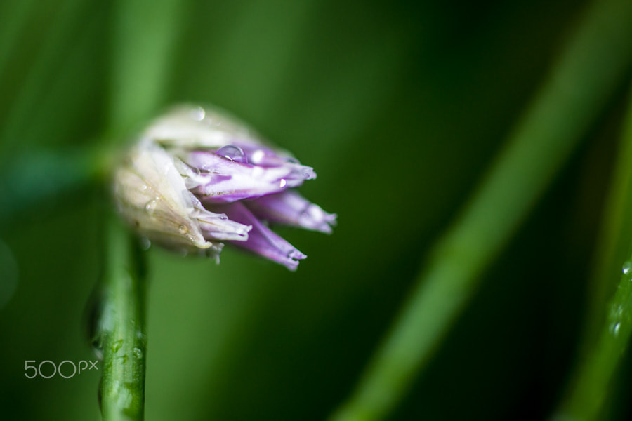 Sony a99 II + MACRO 50mm F2.8 sample photo. L'expression de la rosée photography