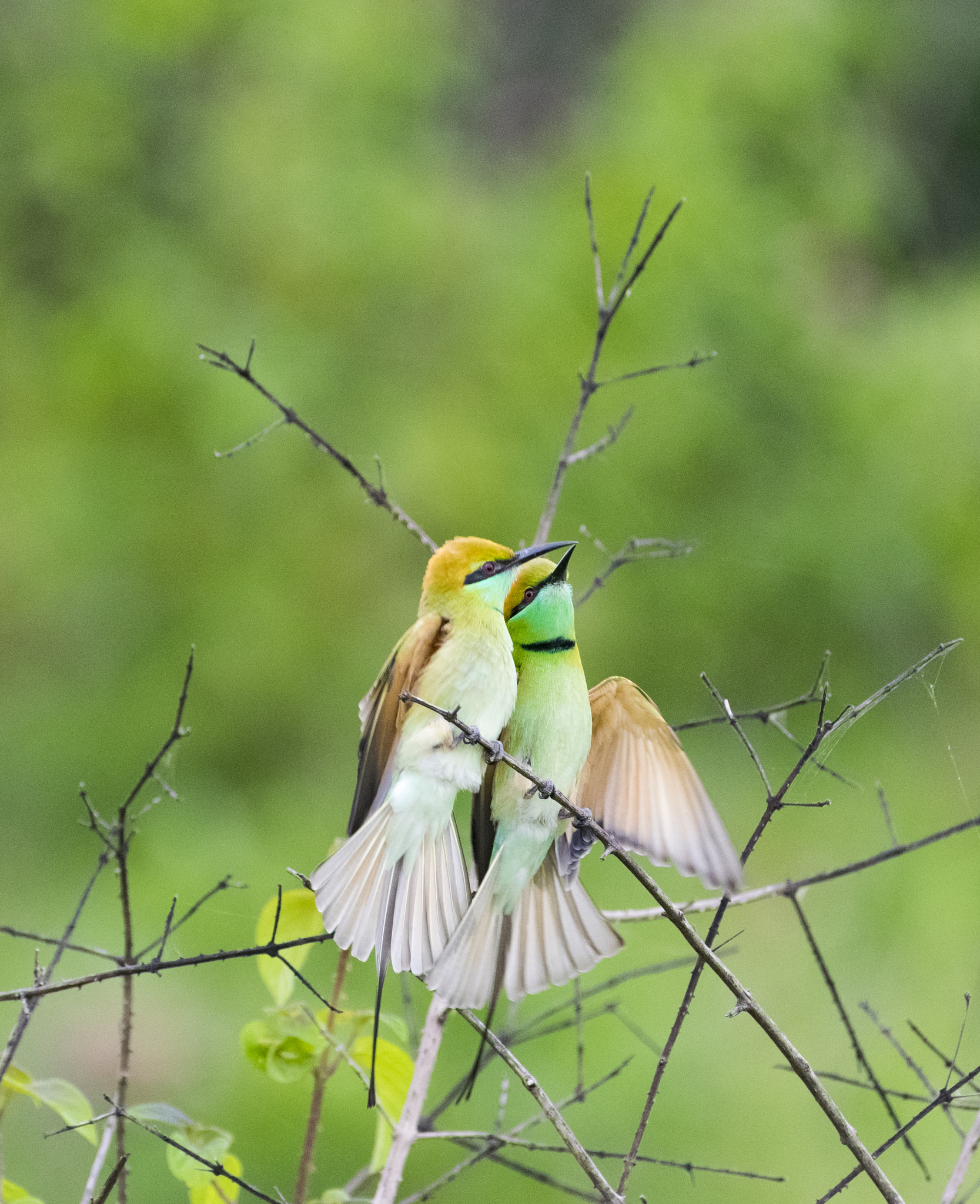 Nikon AF-S Nikkor 200-500mm F5.6E ED VR sample photo. Connected world_its all about love photography