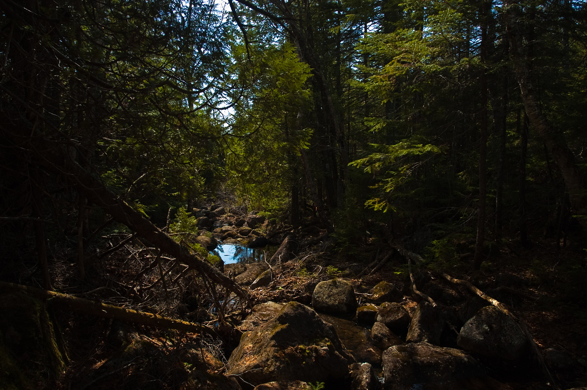 Nikon AF-S Nikkor 17-35mm F2.8D ED-IF sample photo. Old growth forest photography