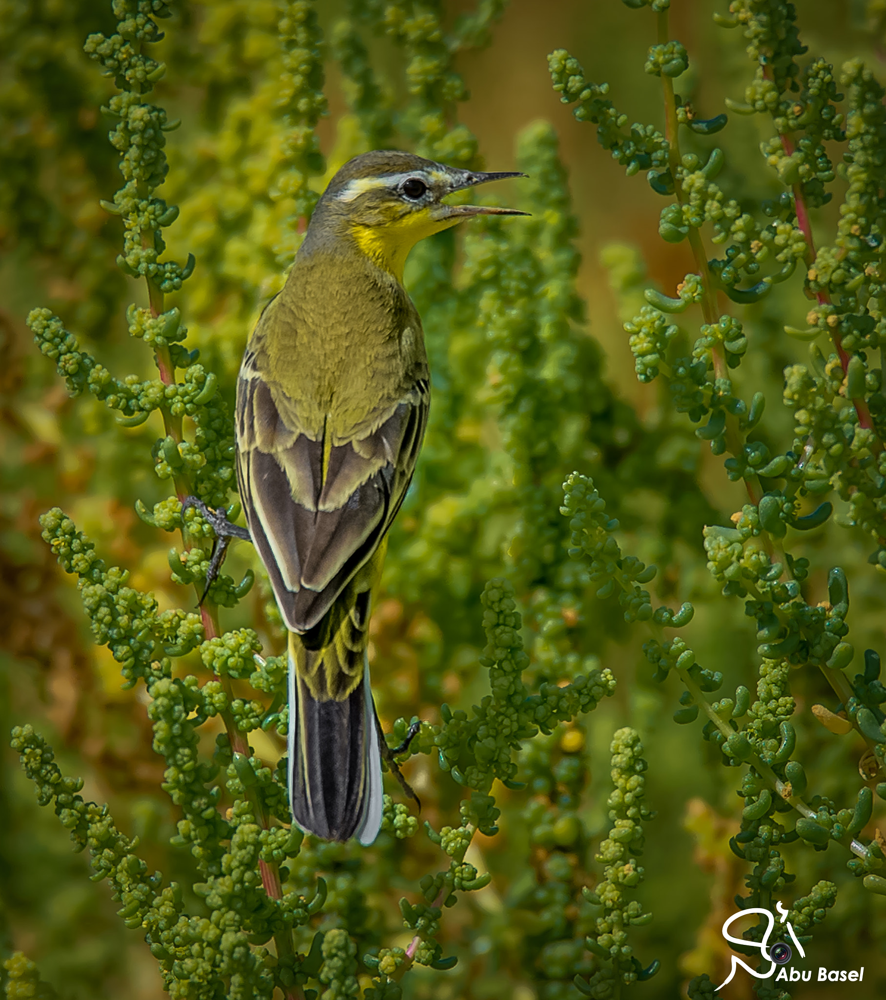 Sigma 150-600mm F5-6.3 DG OS HSM | S sample photo