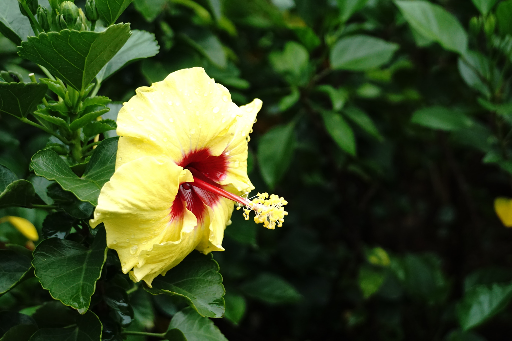 Sony E 18-55mm F3.5-5.6 OSS sample photo. Flower special photography