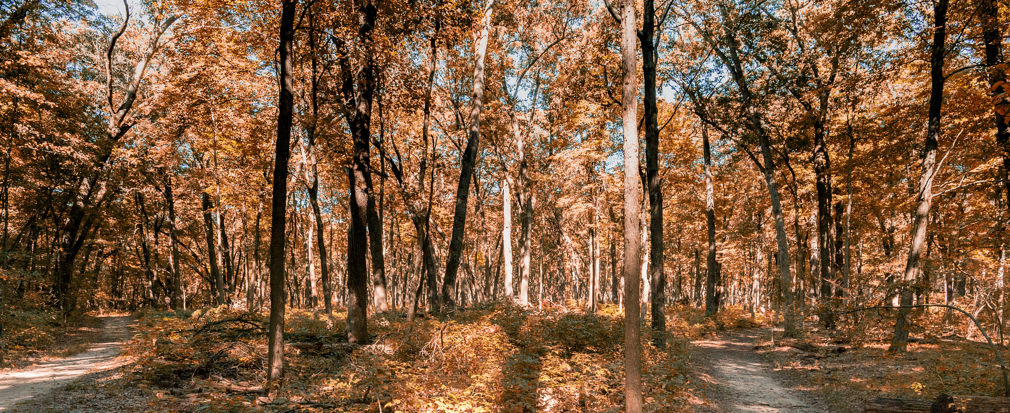 Nikon Df + Nikon AF-S Nikkor 20mm F1.8G ED sample photo. Autumn photography