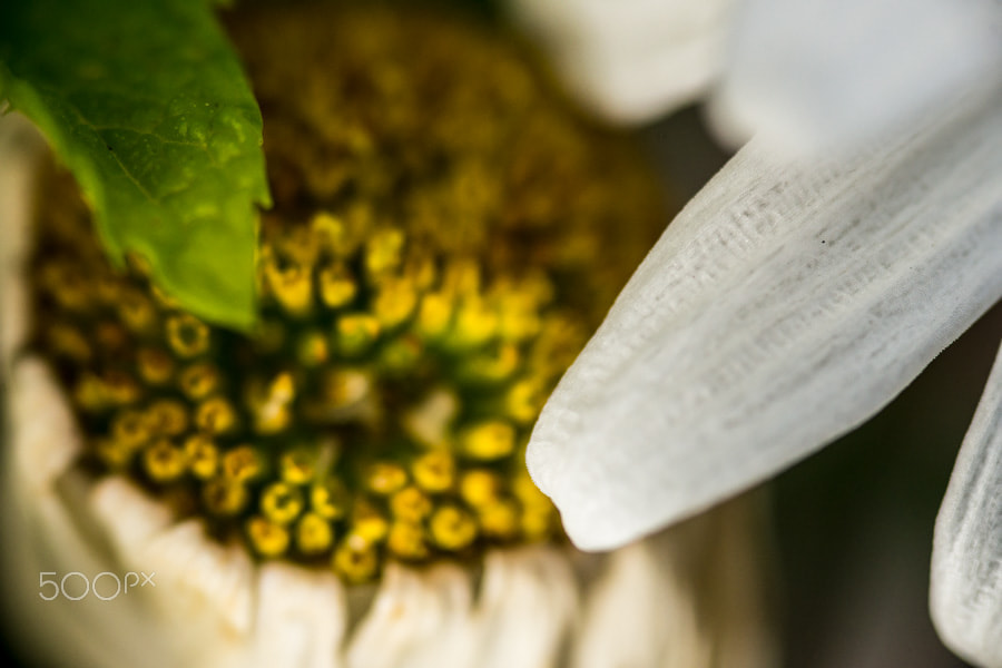 Sony a99 II + Sigma AF 105mm F2.8 EX [DG] Macro sample photo. La caresse du pétal photography