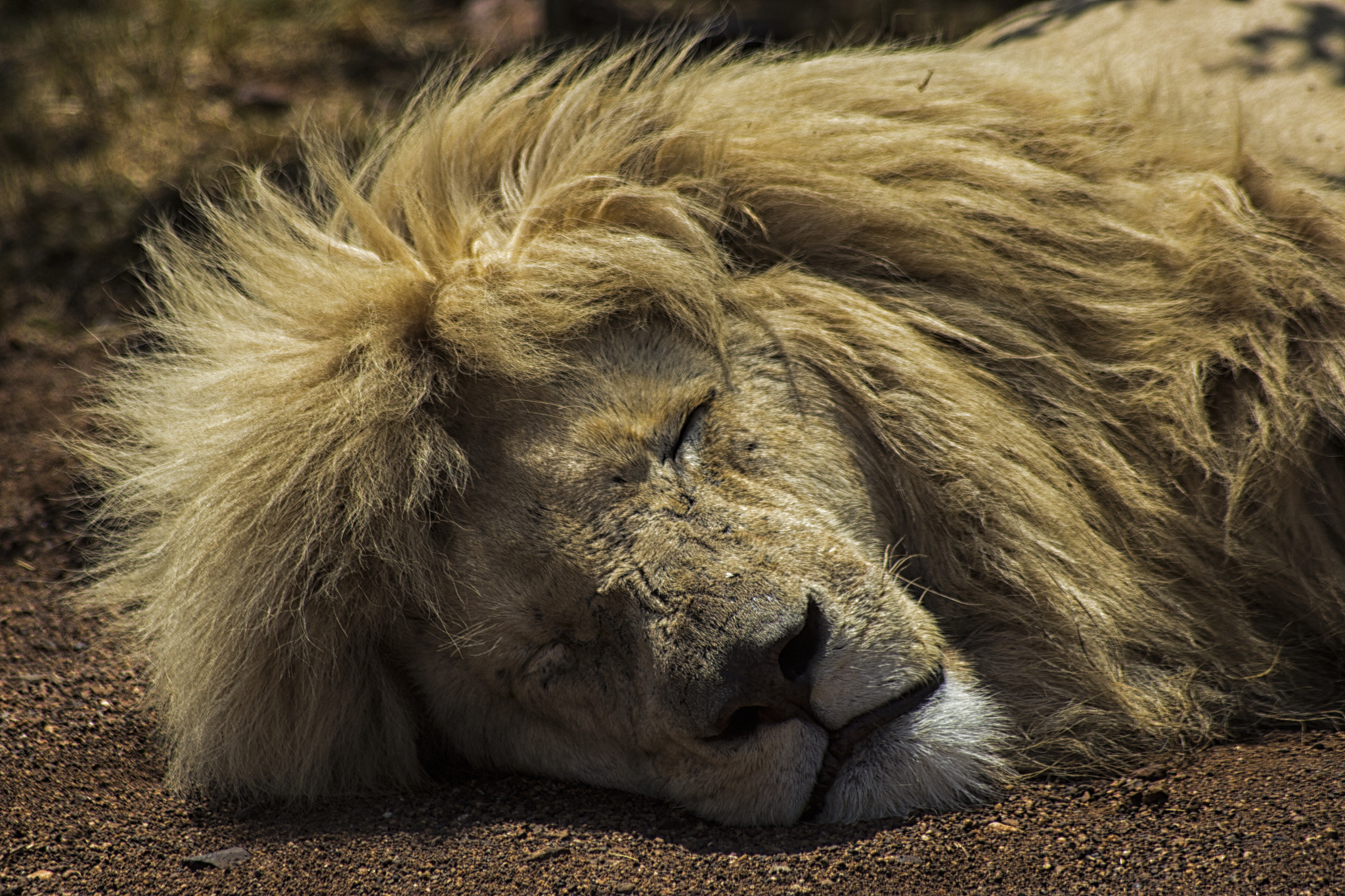 Canon EOS 600D (Rebel EOS T3i / EOS Kiss X5) sample photo. The sleeping king photography