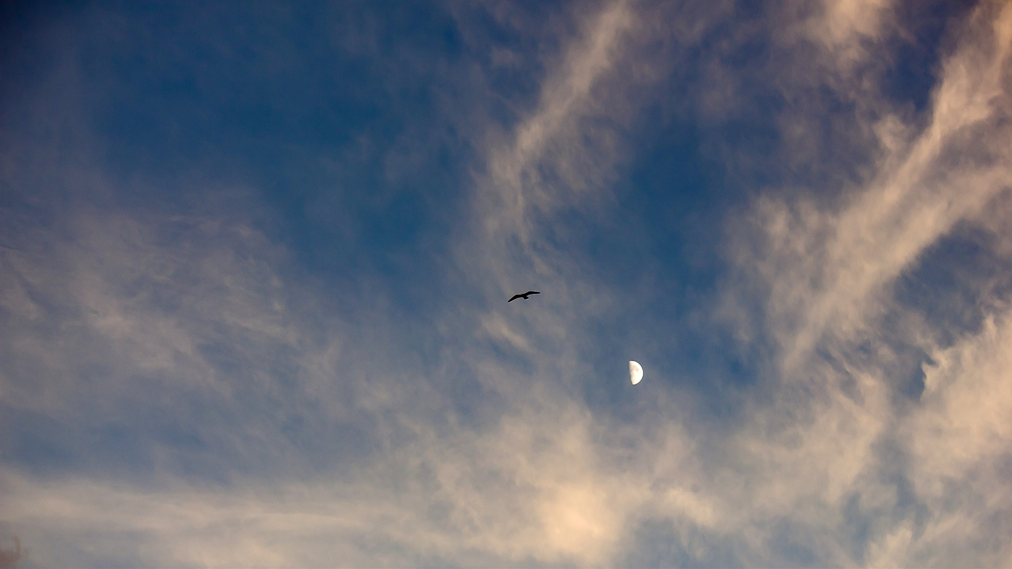 Canon EF-S 55-250mm F4-5.6 IS II sample photo. Freedom photography