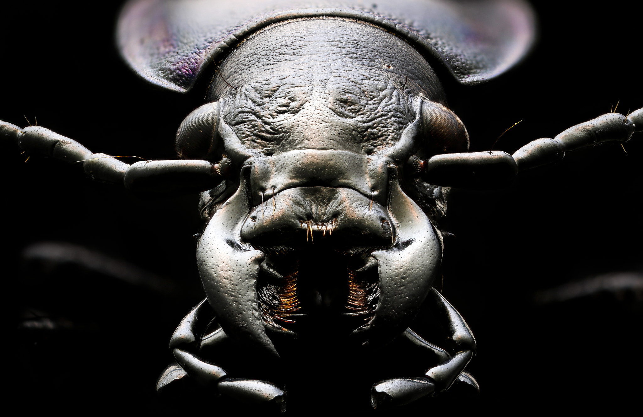 Canon MP-E 65mm F2.5 1-5x Macro Photo sample photo. Studio stack: nocturnal predator photography