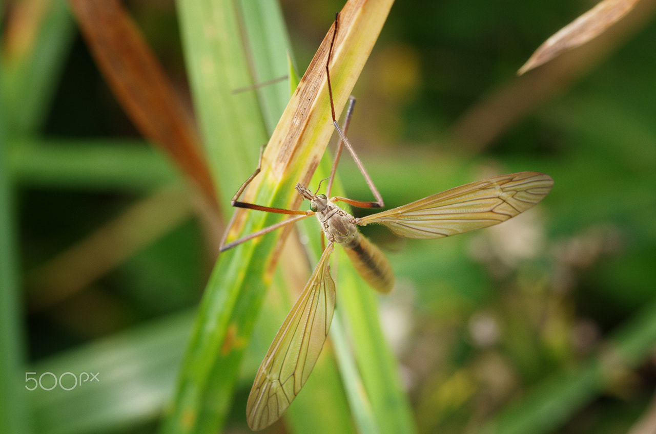 Pentax smc D-FA 100mm F2.8 Macro WR sample photo. Mosquito photography