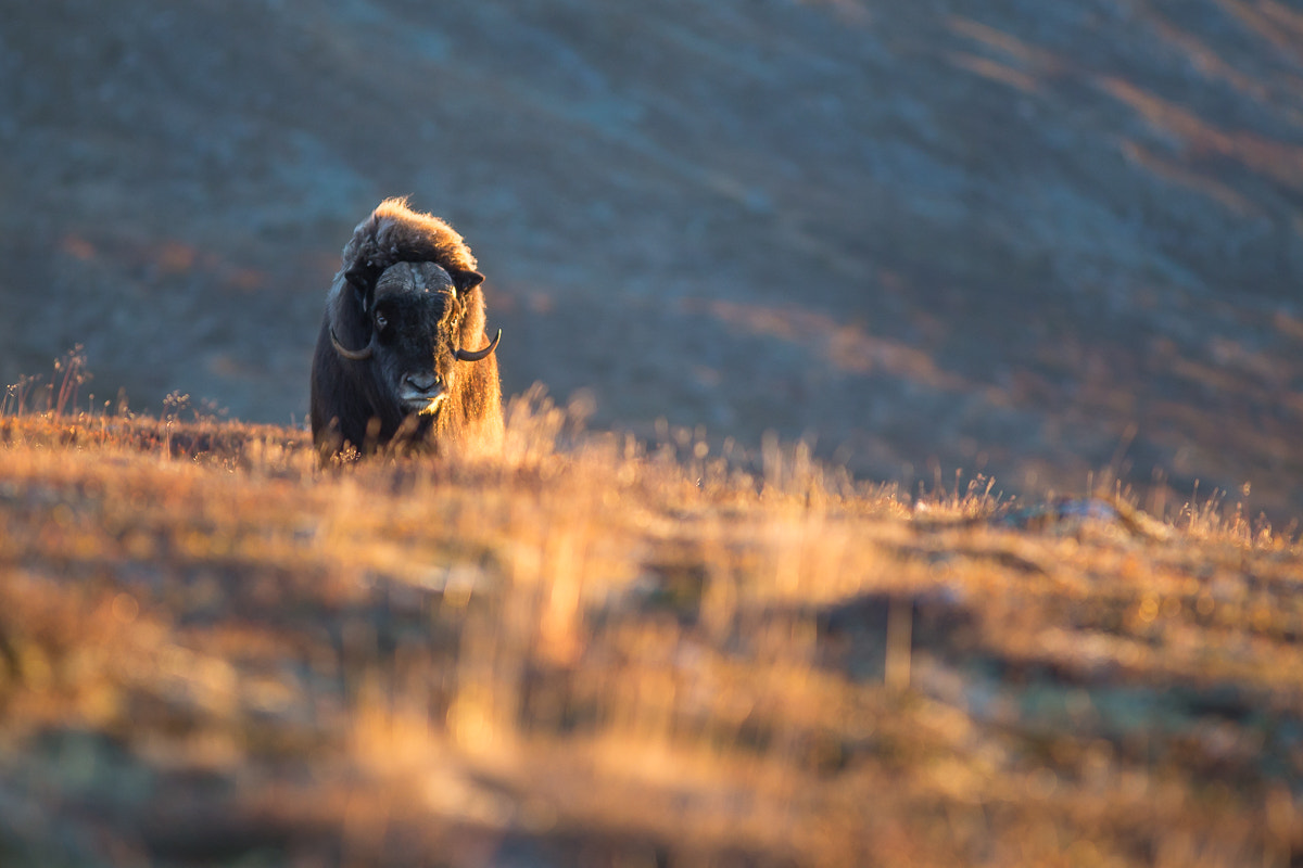 Canon EOS 6D + Canon EF 300mm F4L IS USM sample photo. Muskox photography